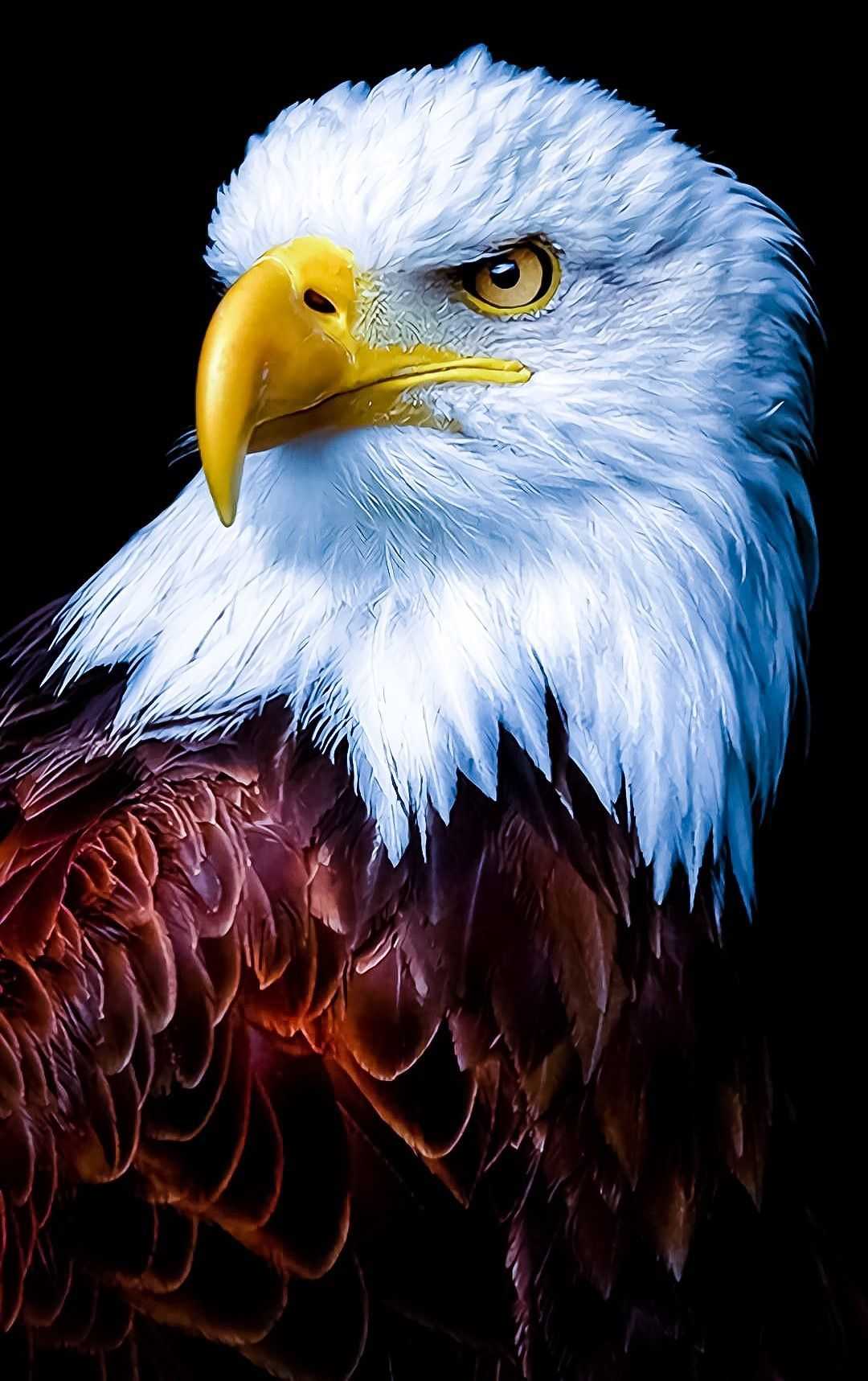 1080x1717 Eagle Wallpaper