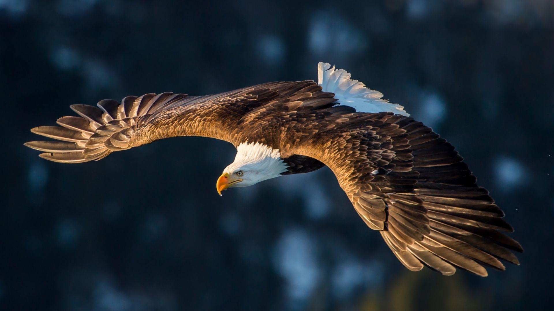Eagle Flying Wallpapers - Top Free Eagle Flying Backgrounds