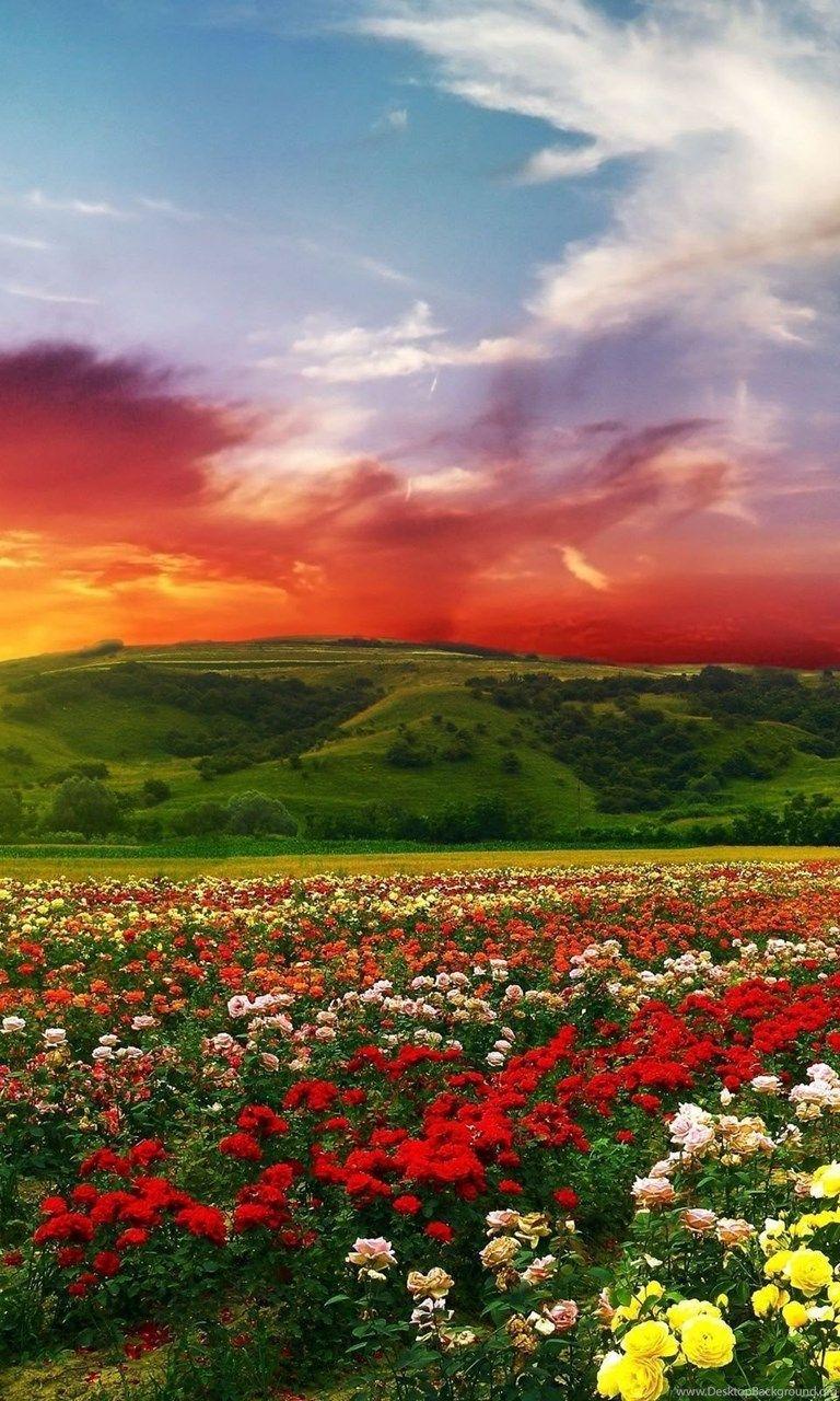 768x1280 Flowers 4k Ultra HD Wallpaper 4k Wallpaper.Net Desktop Background
