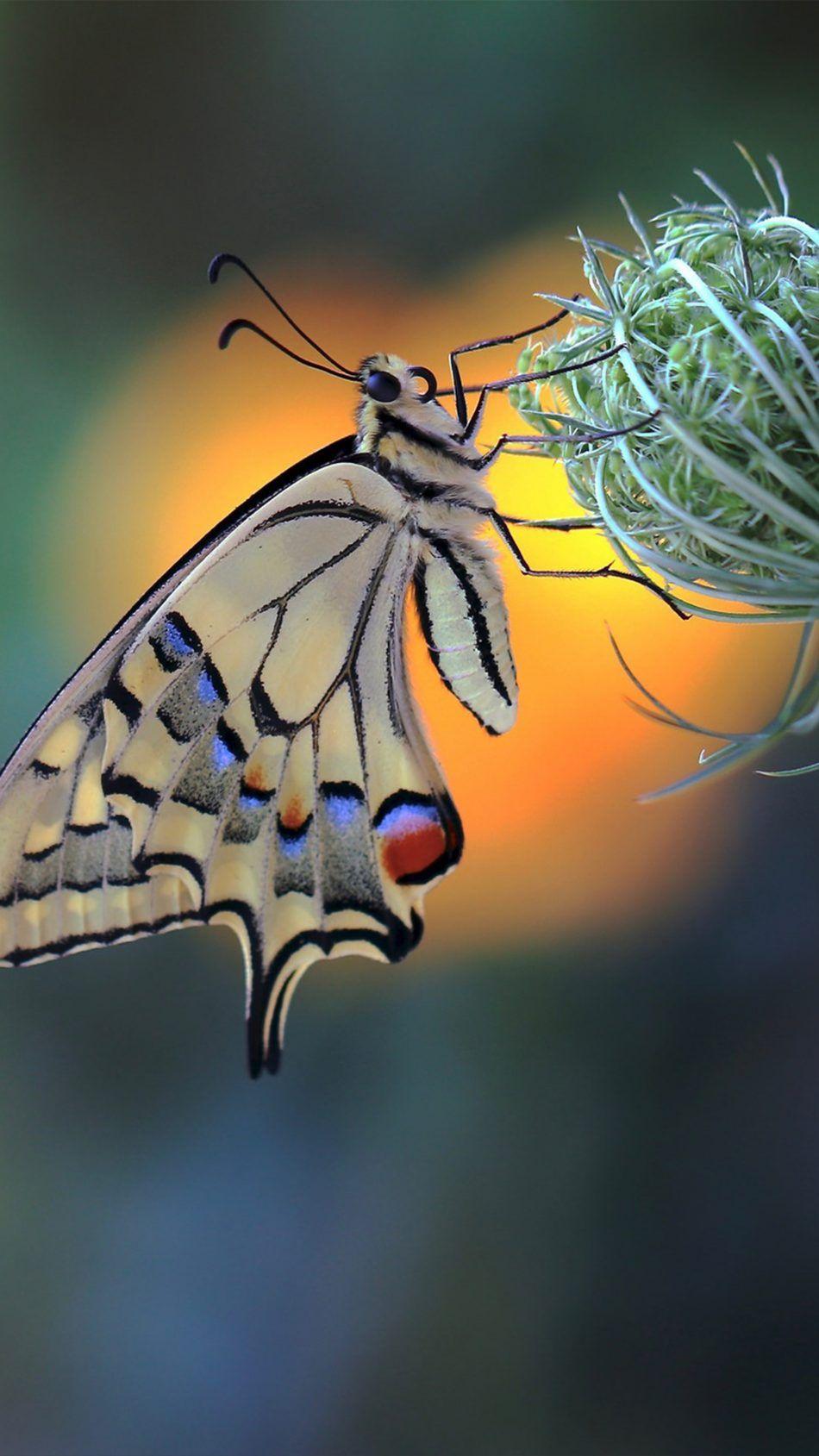950x1689 Download Butterfly Insect Flower Macro Free Pure 4K Ultra HD Mobile