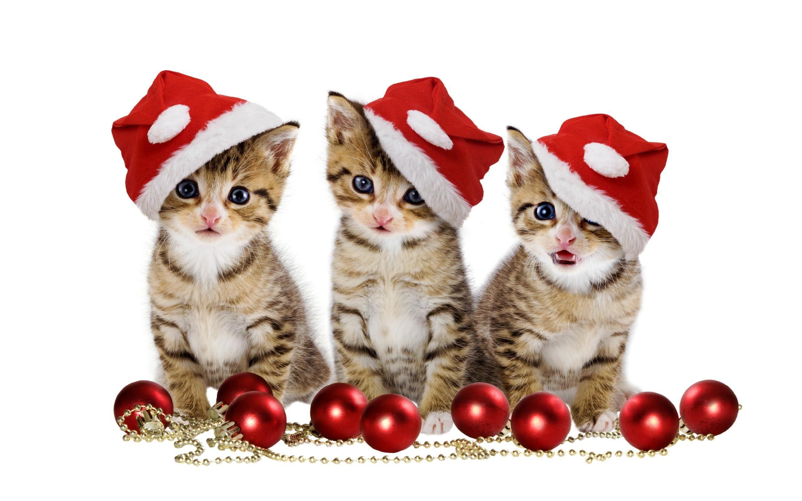 16300 Cat Christmas Illustrations RoyaltyFree Vector Graphics  Clip  Art  iStock  Cat christmas tree Dog cat christmas Dog and cat christmas
