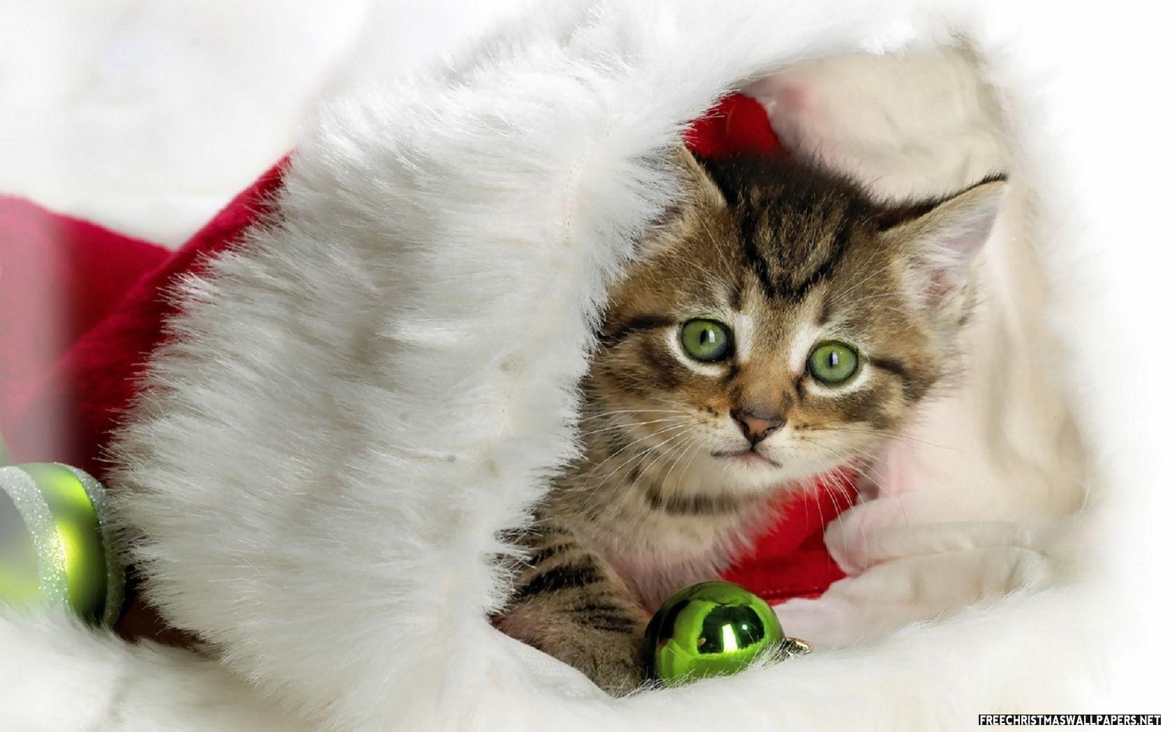 Christmas Cat Images  Browse 1689 Stock Photos Vectors and Video   Adobe Stock