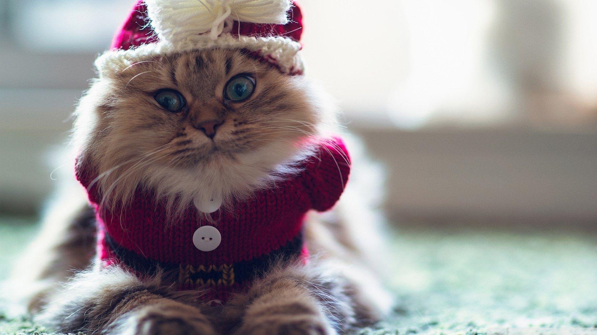 1920x1080 Download Funny Kitty Wallpaper 1920x1080
