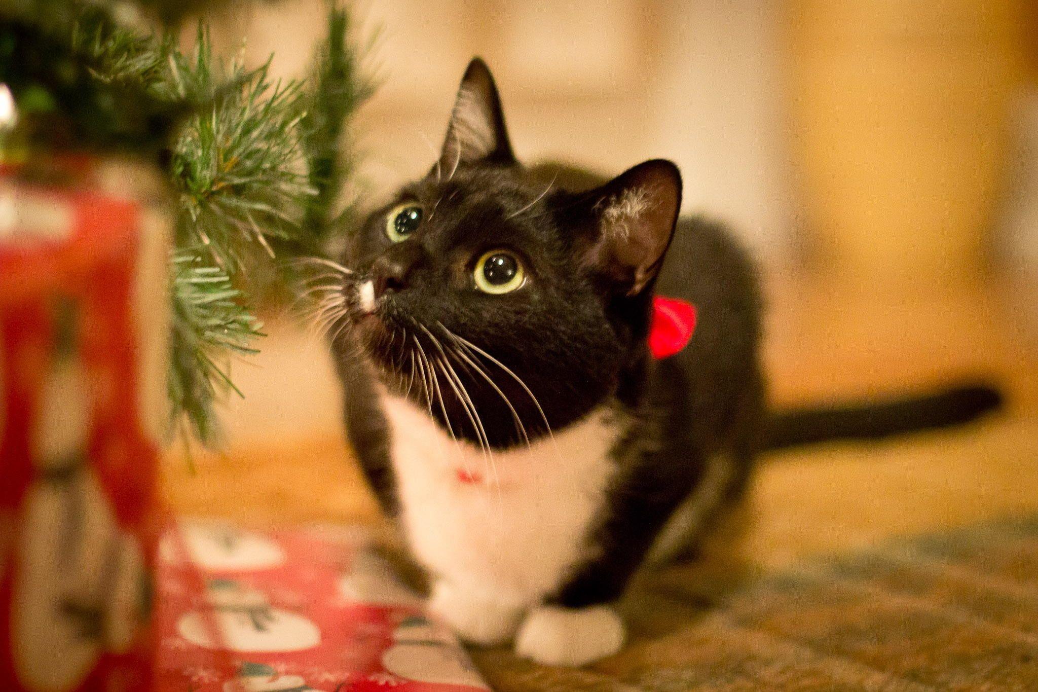 2048x1365 Christmas Cat Wallpaper