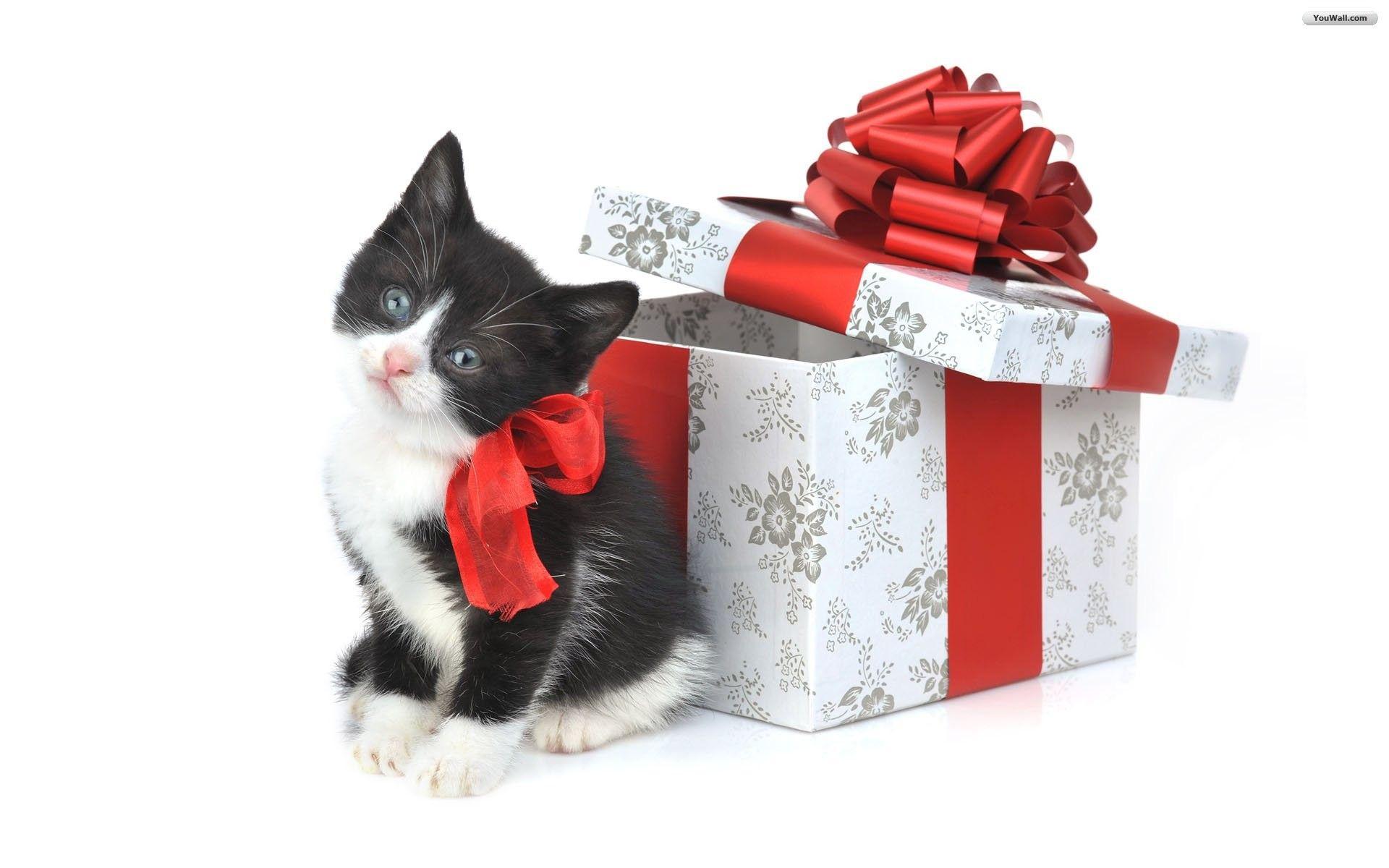 1920x1200 Christmas Cat Wallpaper