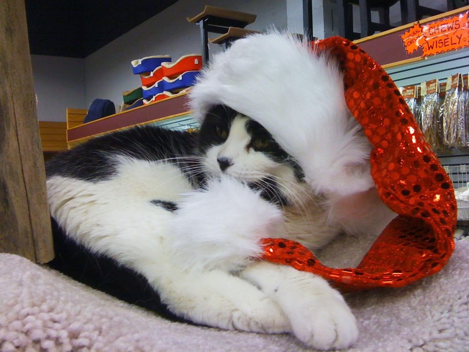 1600x1200 Funny Image Collection: Christmas Cat Christmas Decorations