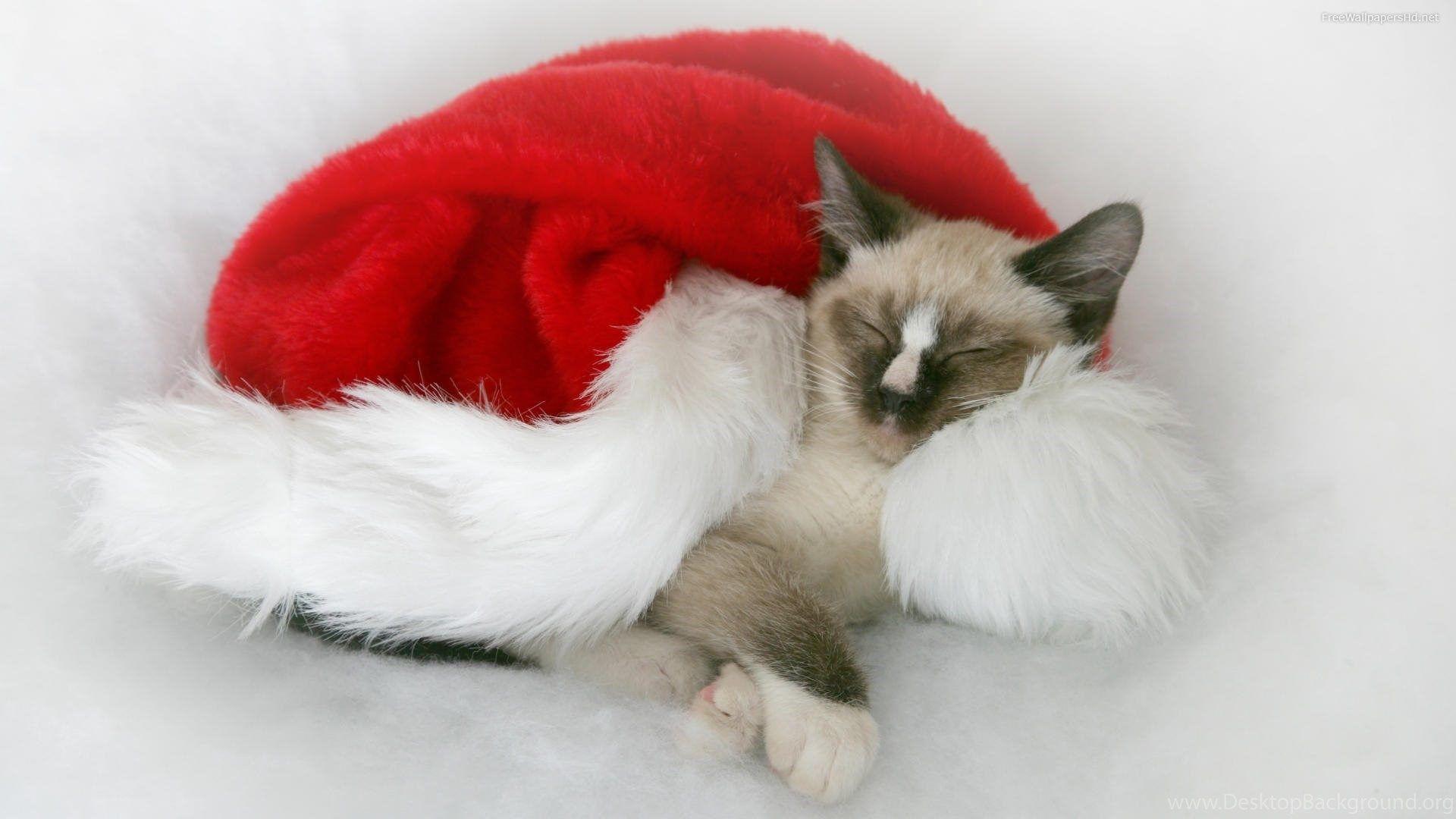 1920x1080 Cute christmas cat Desktop Background