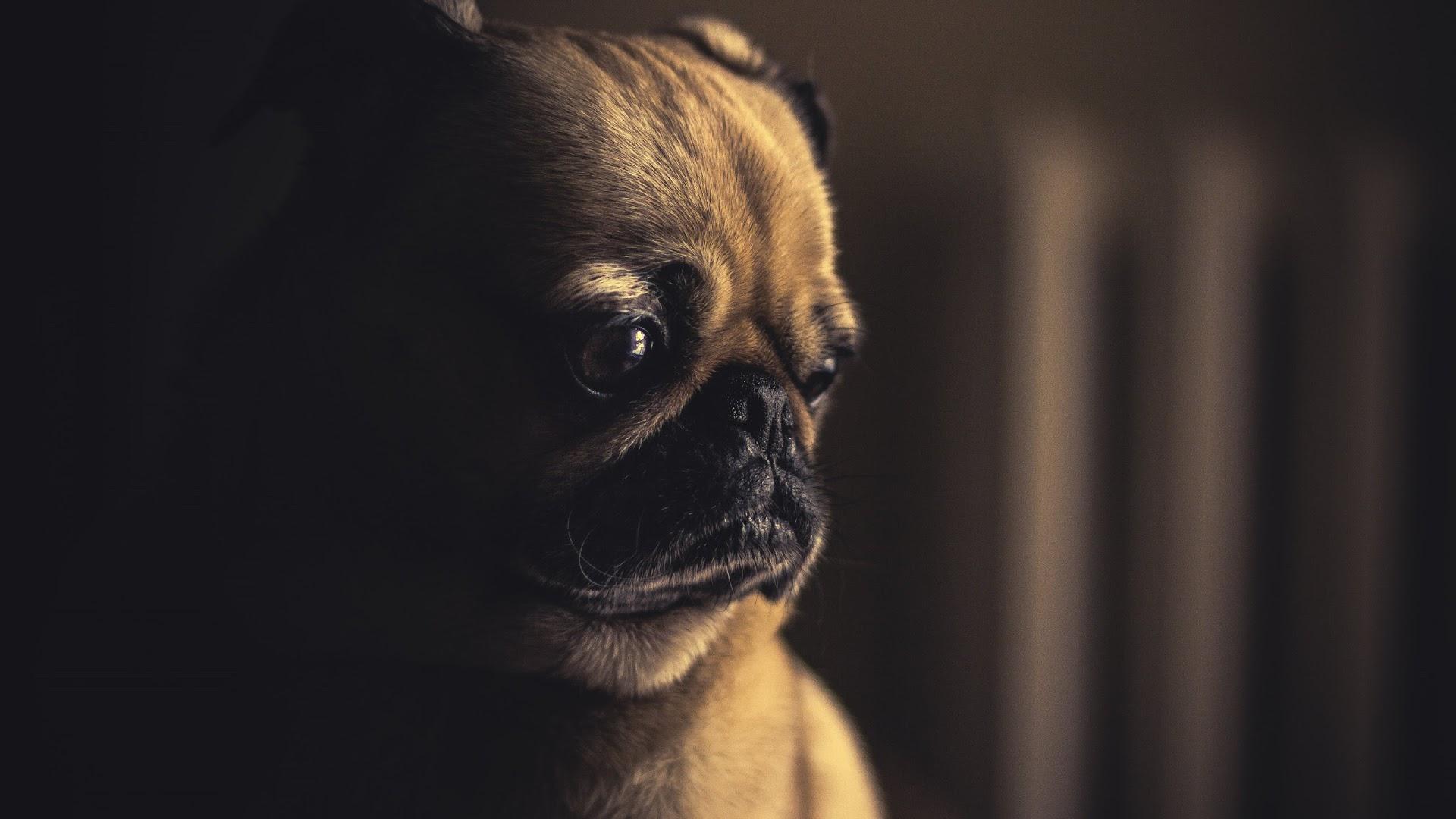 1920x1080 Pug Wallpaper HD