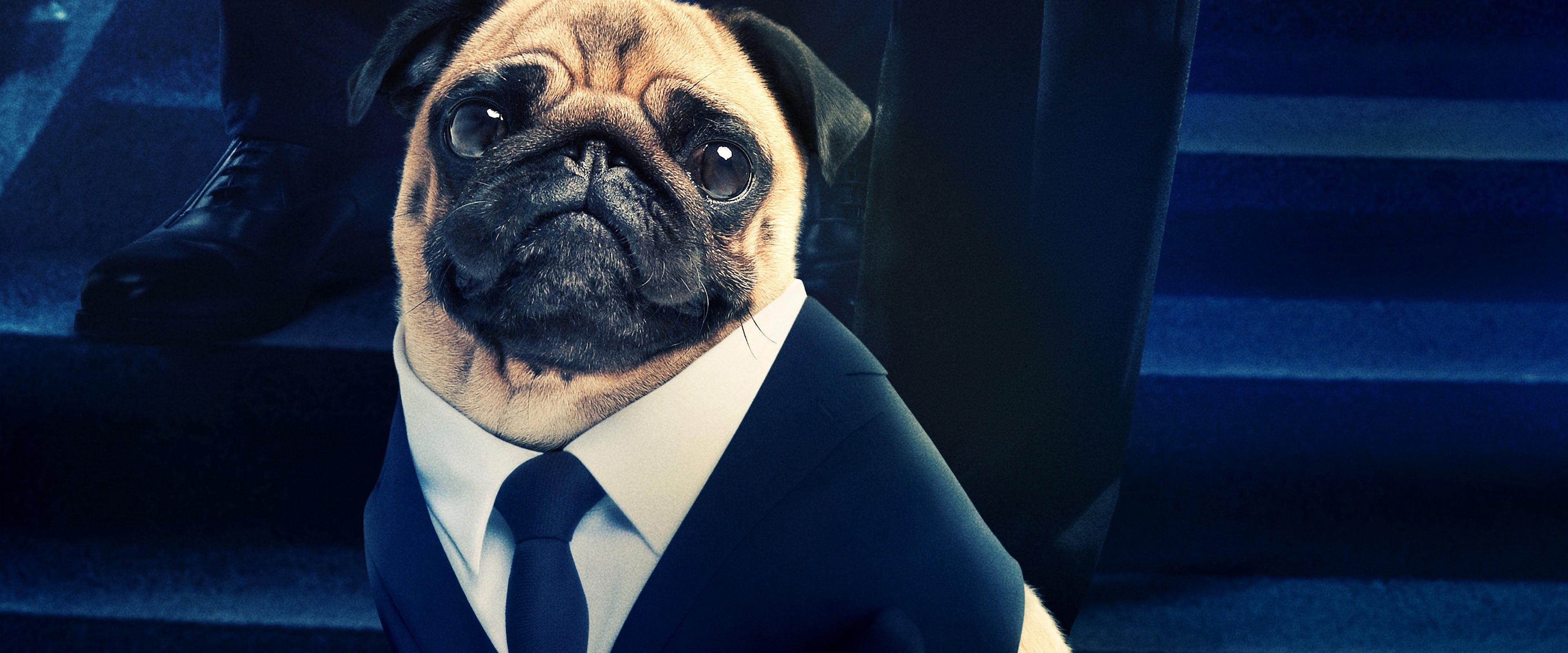 3840x1600 Men in Black International Frank the Pug 8K Wallpaper