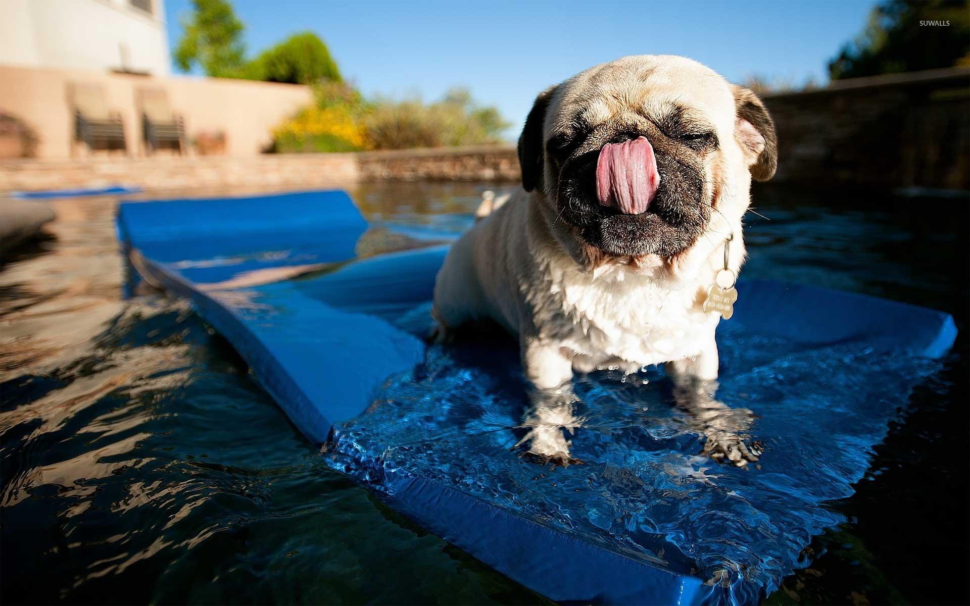 1920x1200 Pug Wallpaper For Pc