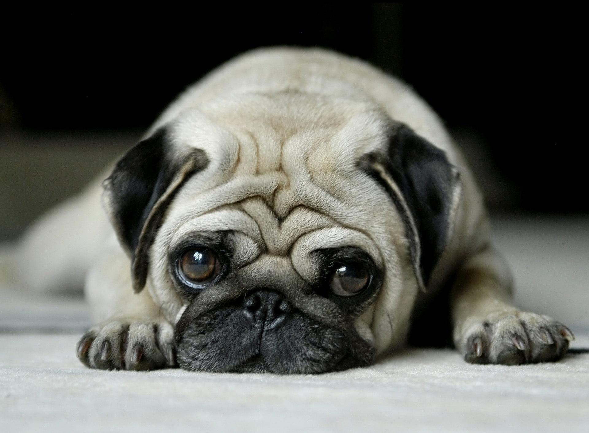 1920x1413 Pug, Adult Fawn Pug, Animals, Pets, Small Dog, Sad Pug, White Pug Wallpaper • Wallpaper For You