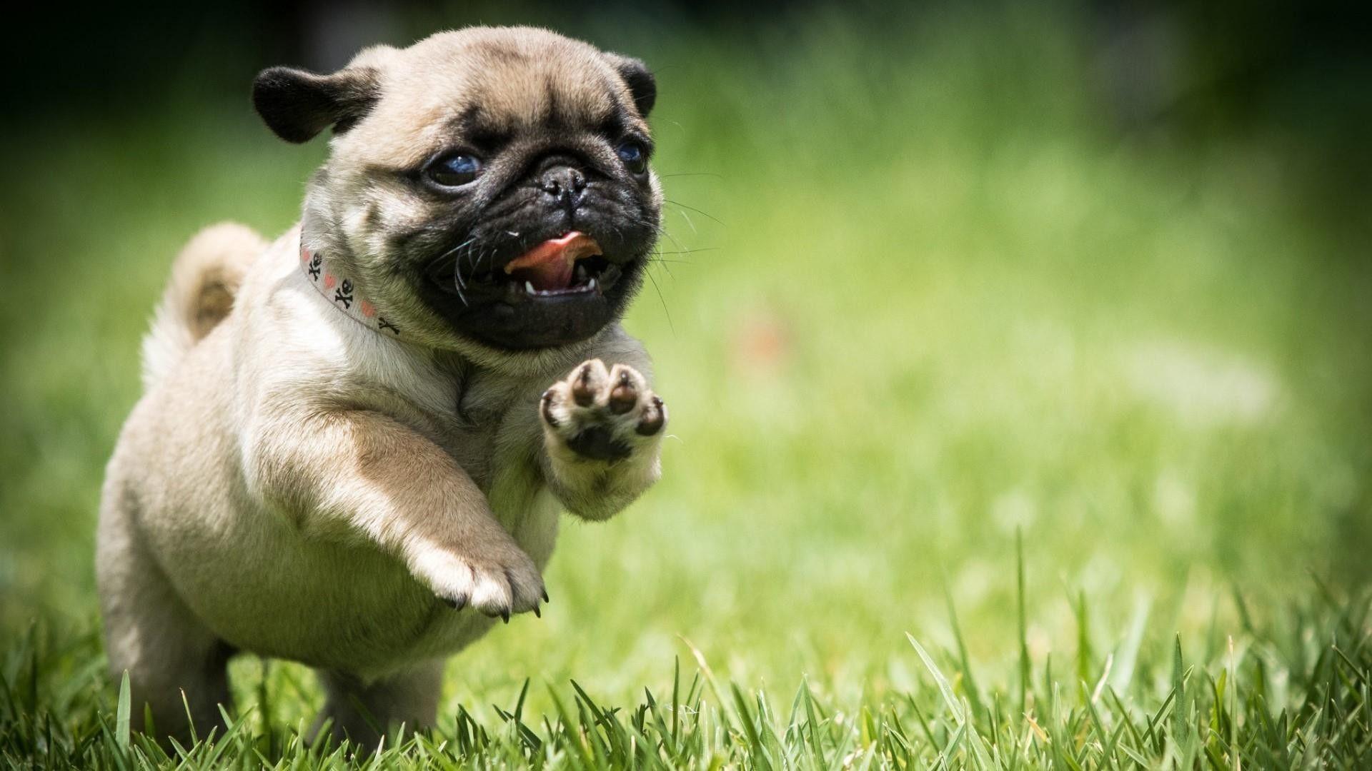1920x1080 Cute Pug Wallpaper