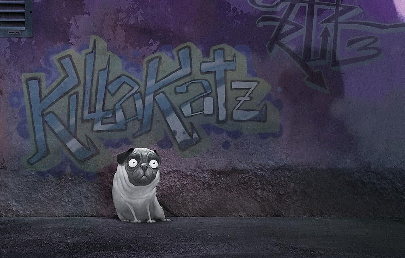 1332x850 Wallpaper wall, Graffiti, pug image for desktop, section собаки