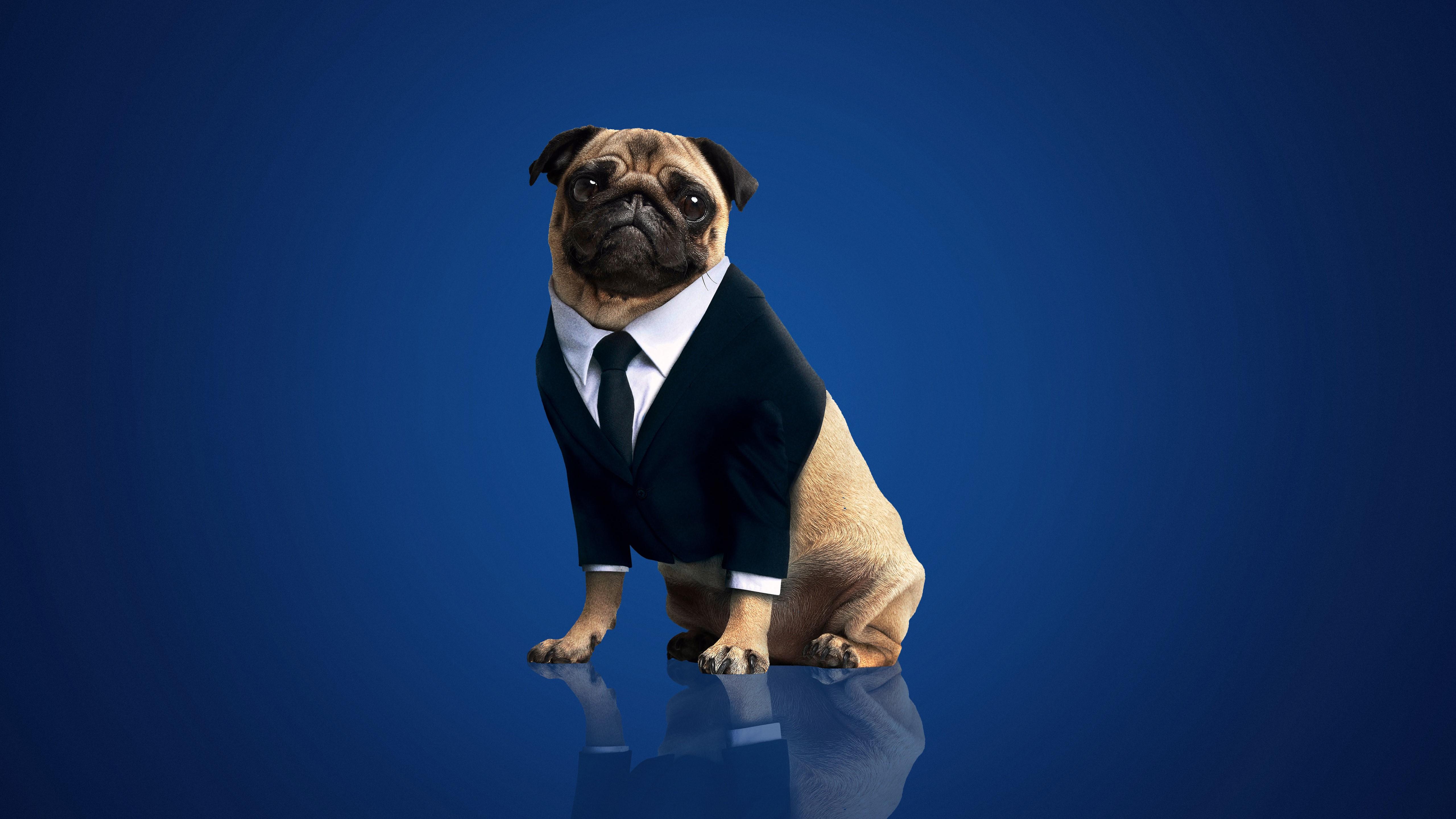 5120x2880 4K, men in black international, frank the pug, dog, simple background HD Wallpaper
