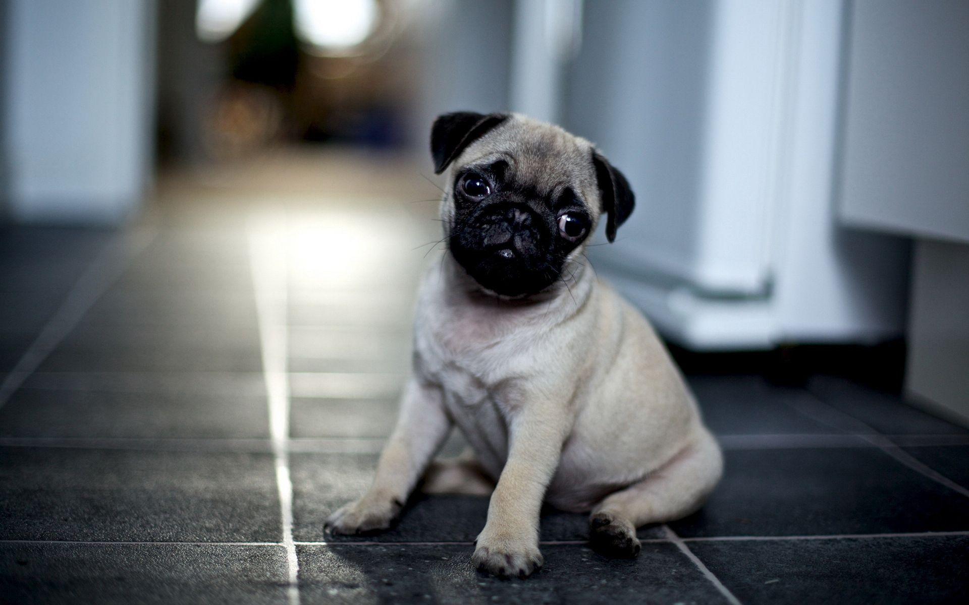 1920x1200 Cute Pug Puppy Wallpaper Screensaver Background. Cute pugs, Pug puppies, Cute pug puppies