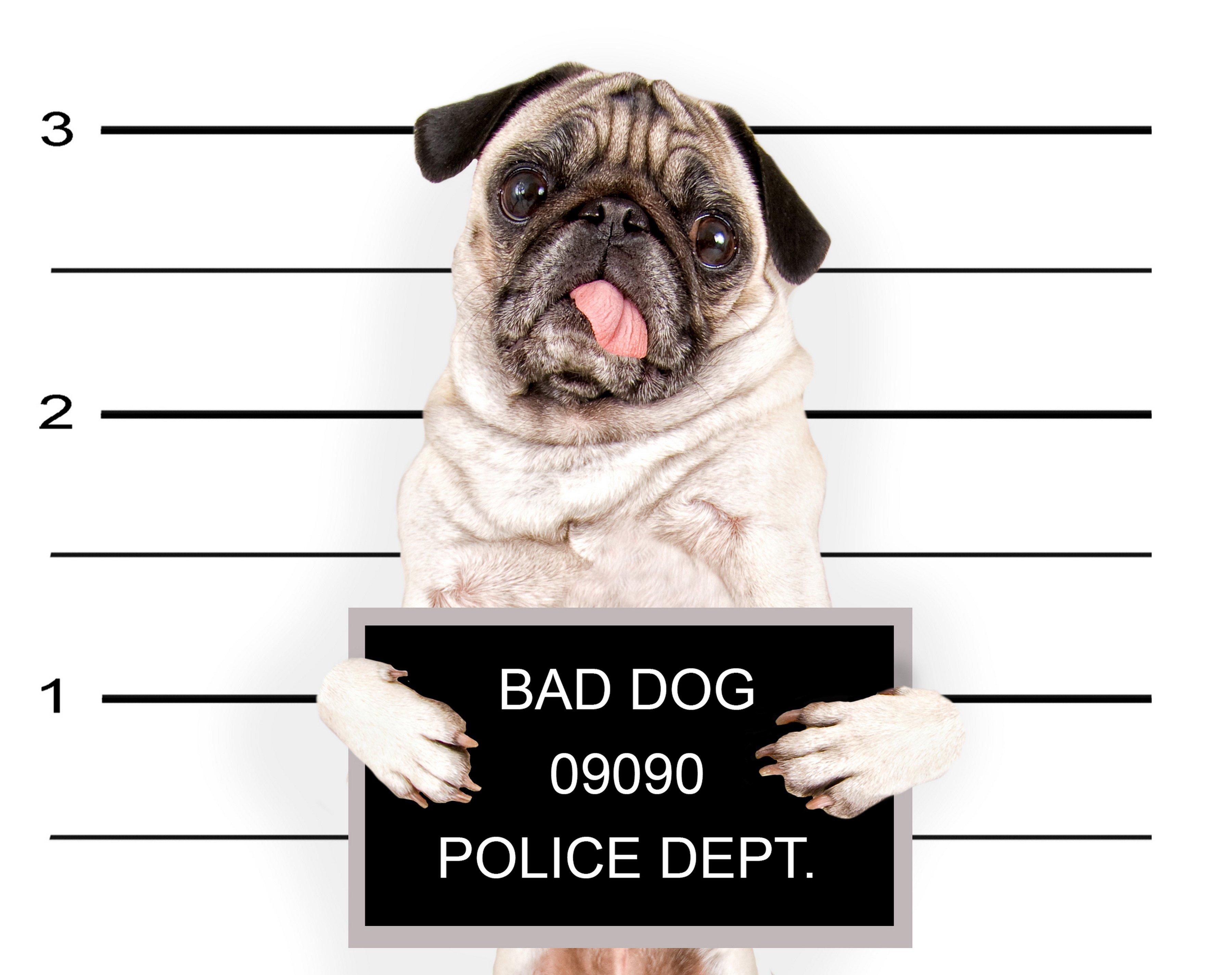 3600x2850 dogs, Pug, Glance, Animals, Puppy, Baby, Humor, Police, Funny, Sadic Wallpaper HD / Desktop and Mobile Background