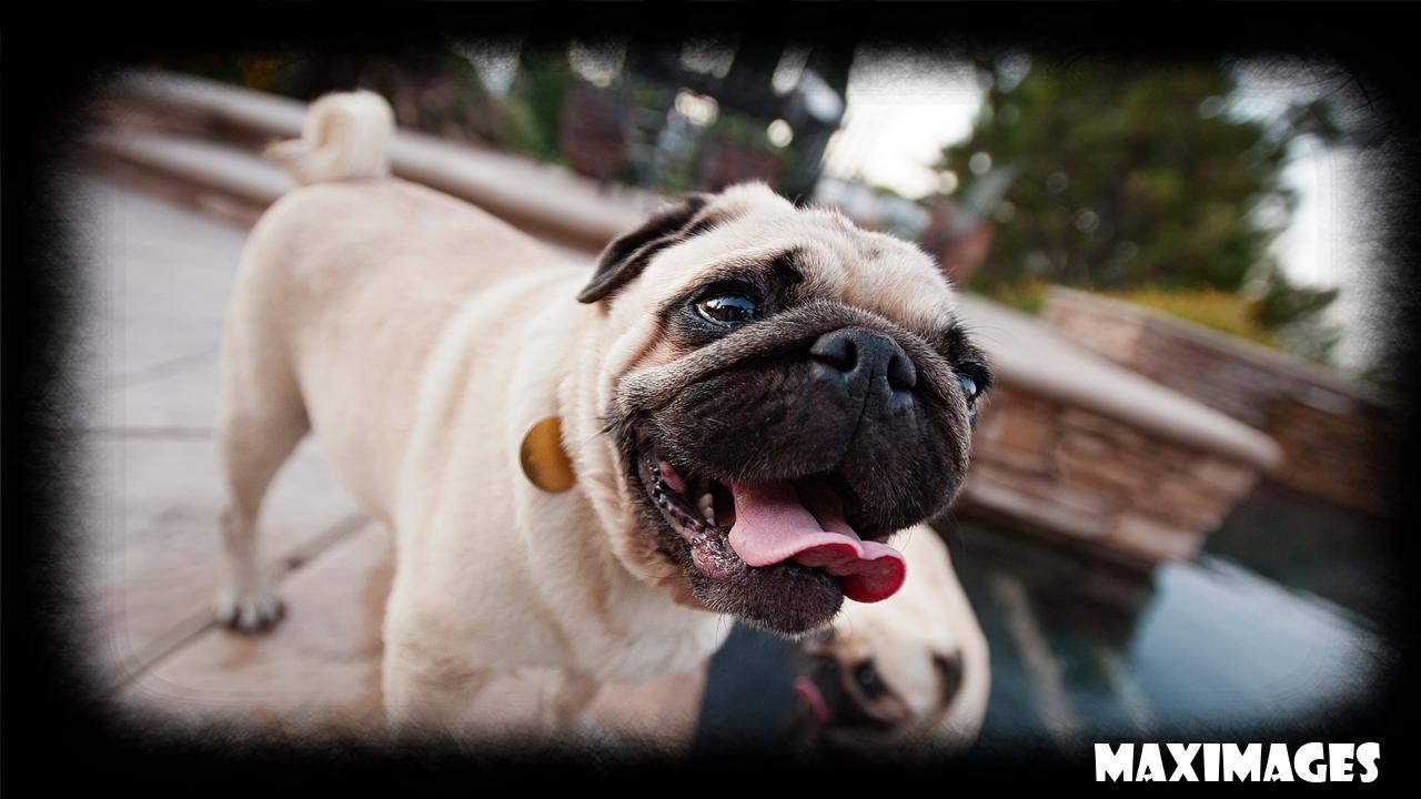 1280x720 Pug Dog Wallpaper for Android