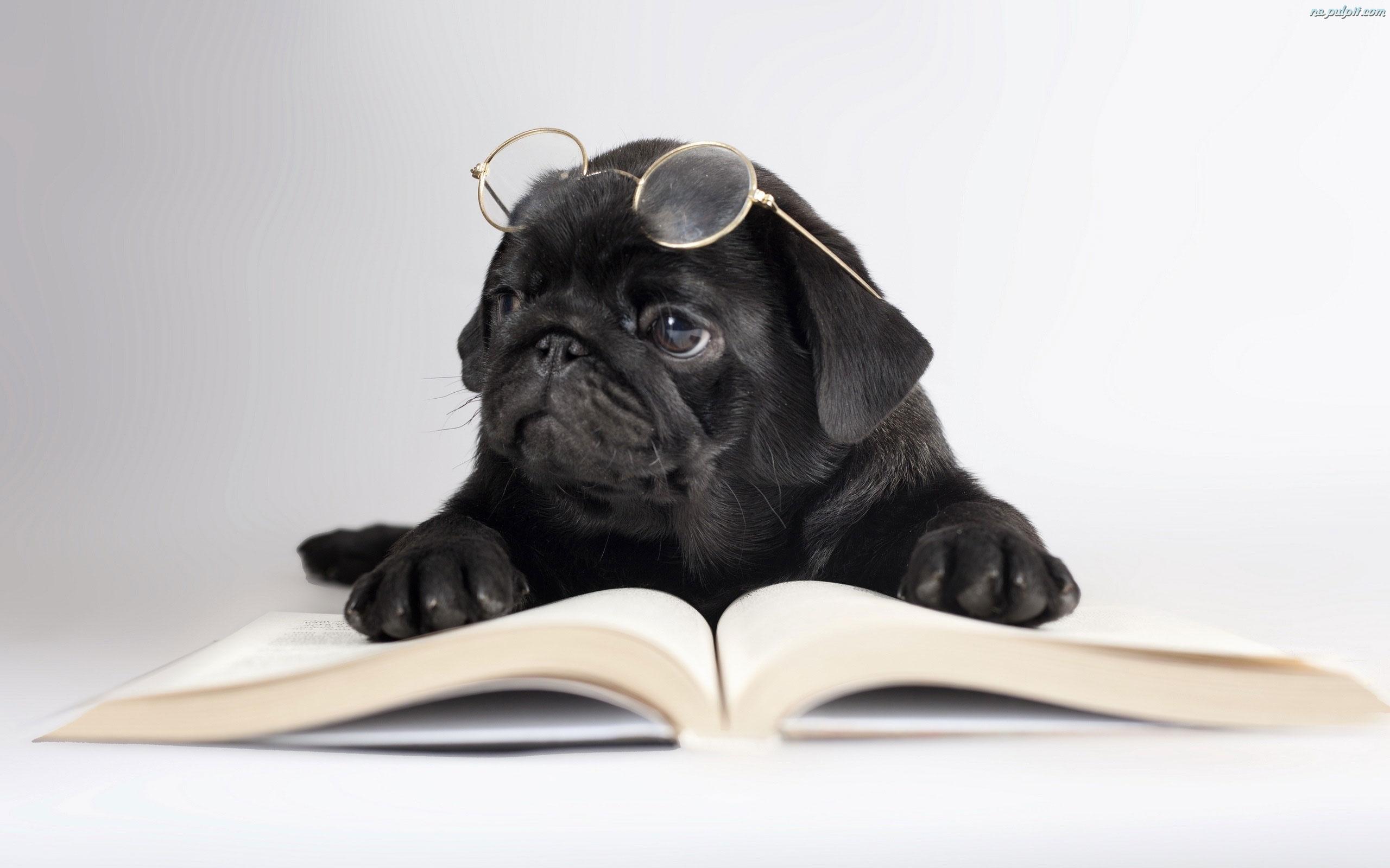 2560x1600 Adorable Pug wallpaperx1600
