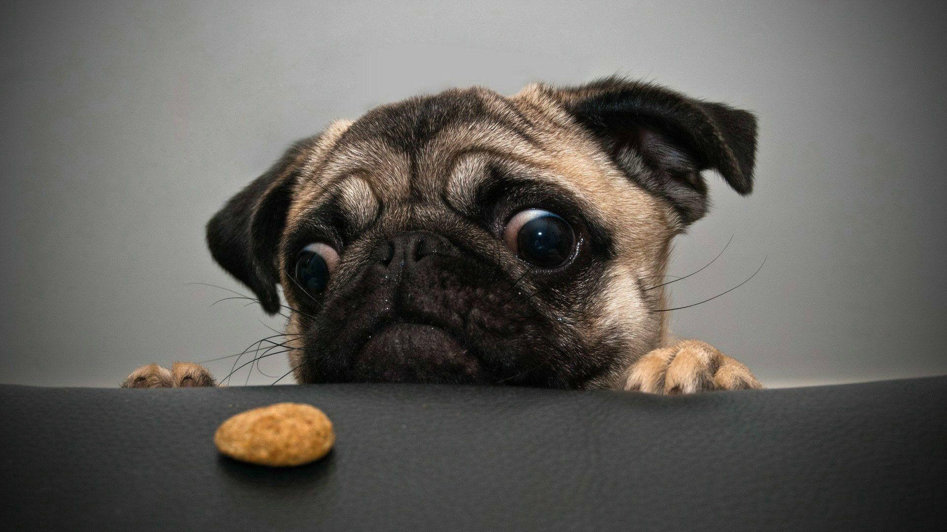 1920x1080 Funny Pugs Wallpaper
