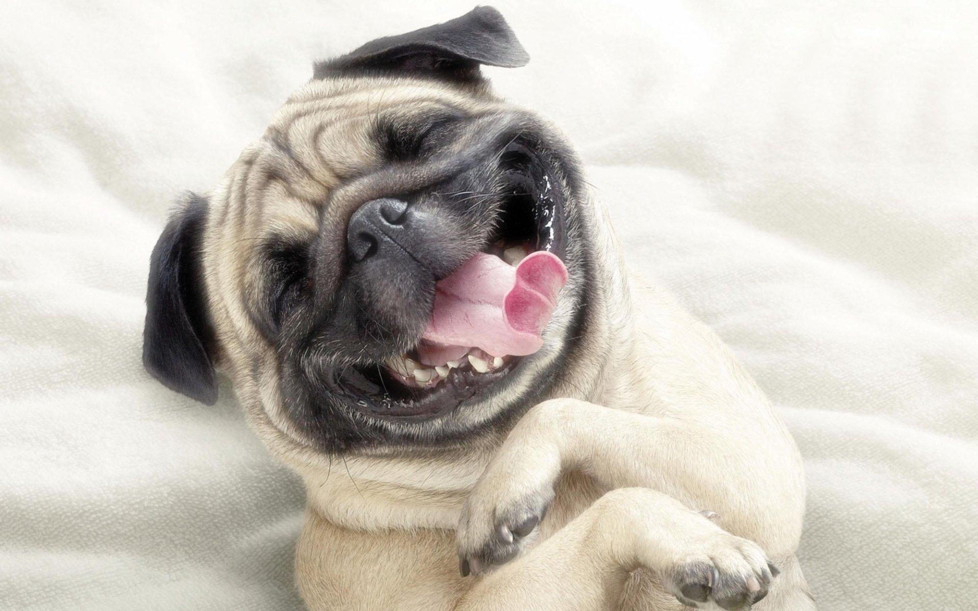 1920x1200 Pug wallpaper HD for desktop background