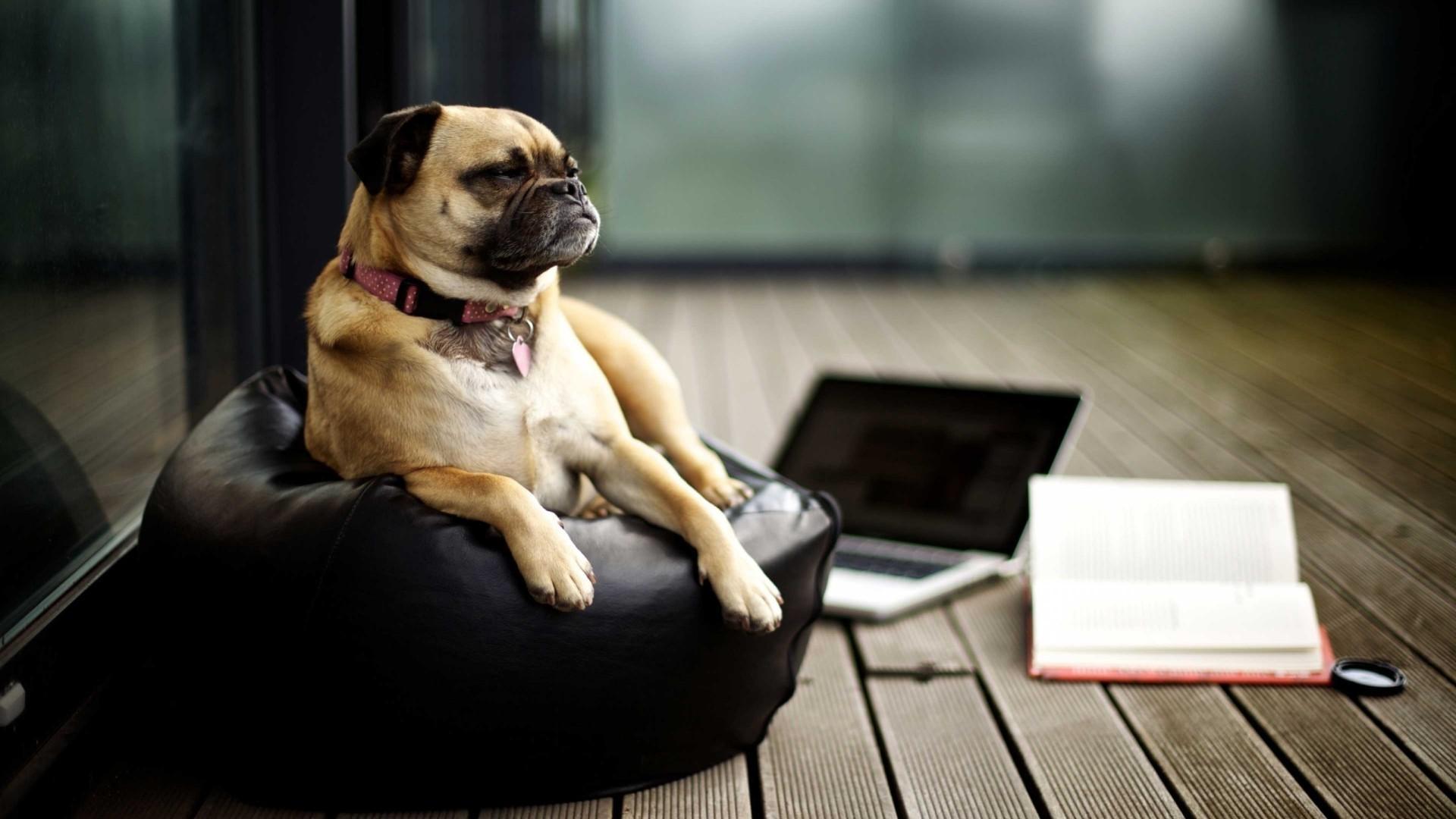 1920x1080 pug laptop books mac book dog Wallpaper HD / Desktop and Mobile Background