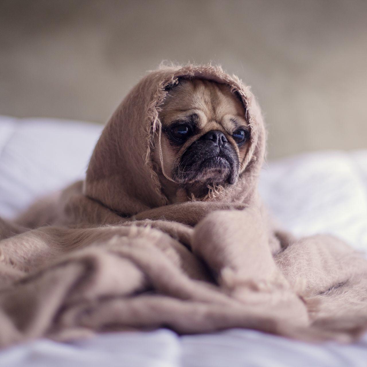 1280x1280 Download wallpaper 1280x1280 pug, dog, blanket ipad, ipad ipad mini for parallax HD background