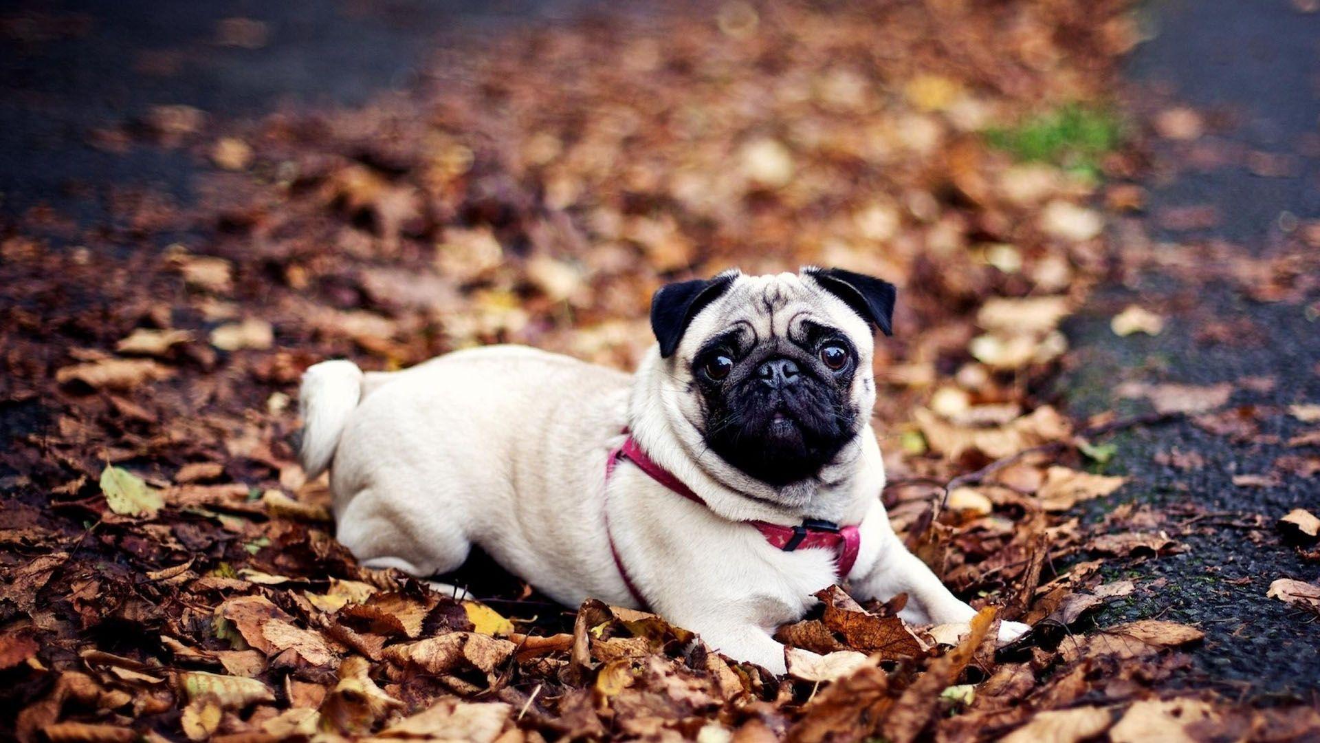 1920x1080 Pug Dog Wallpaper HD Wallpaper & Background Download