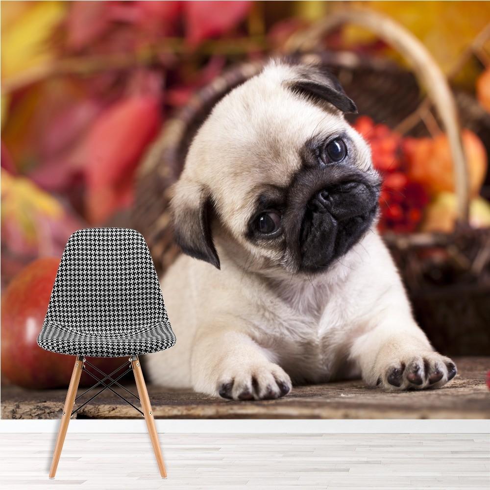 1000x1000 Pug Puppy Wallpaper Wall Mural