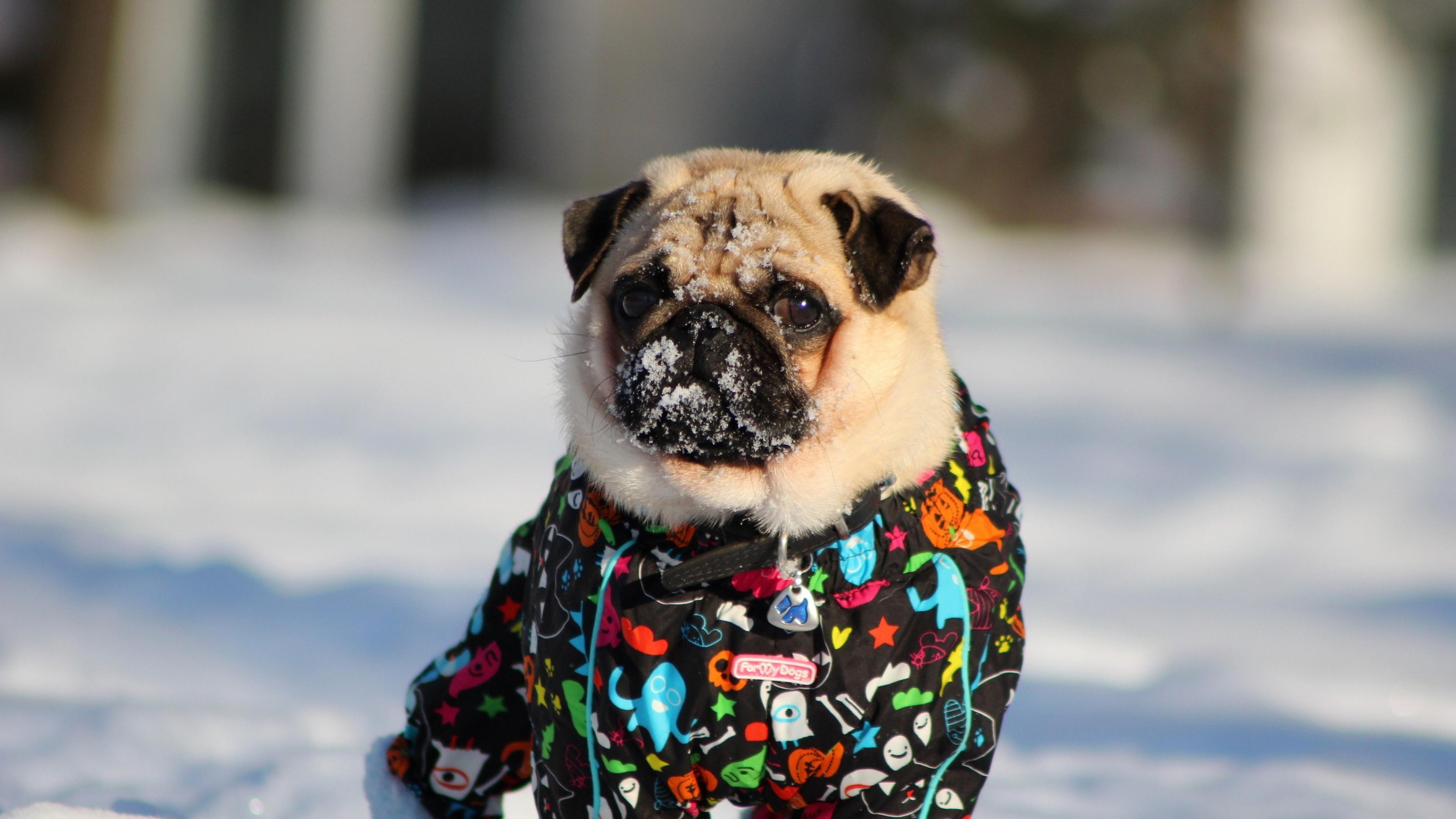 3840x2160 Wallpaper 4k Pug In Snow 4k Wallpaper