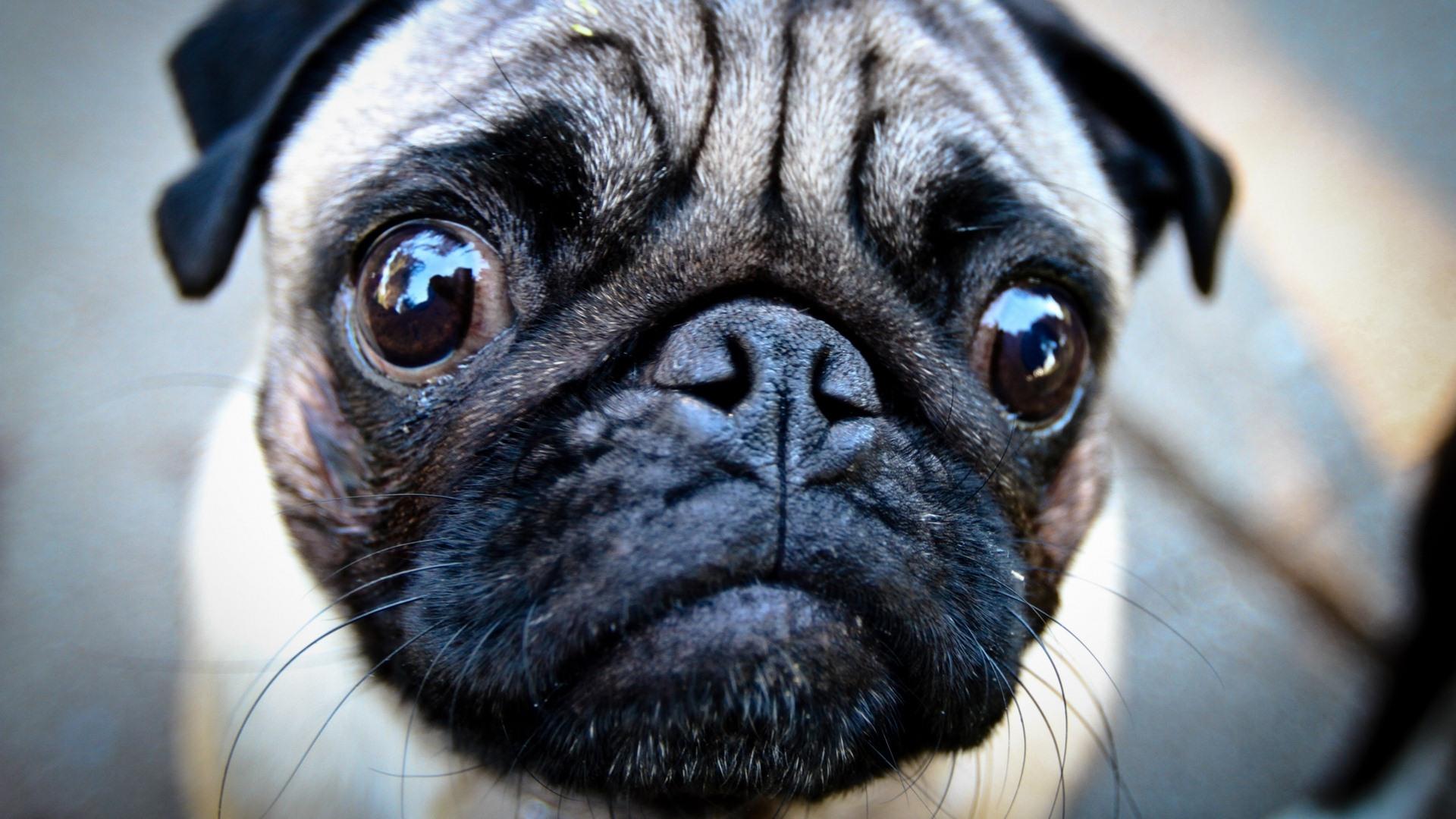 1920x1080 Cute Pug Wallpaper HD 38782