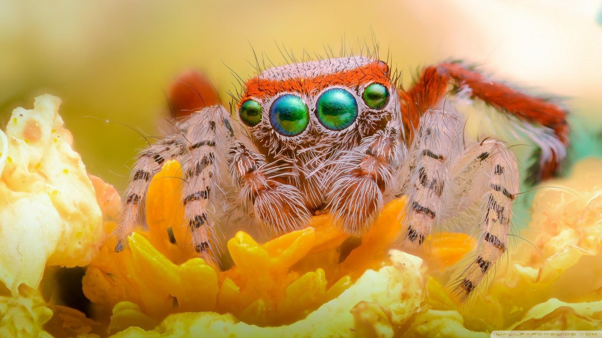 1920x1080 Orange Flower Spider Jumper Ultra HD Desktop Background Wallpaper for 4K UHD TV : Widescreen & UltraWide Desktop & Laptop : Tablet