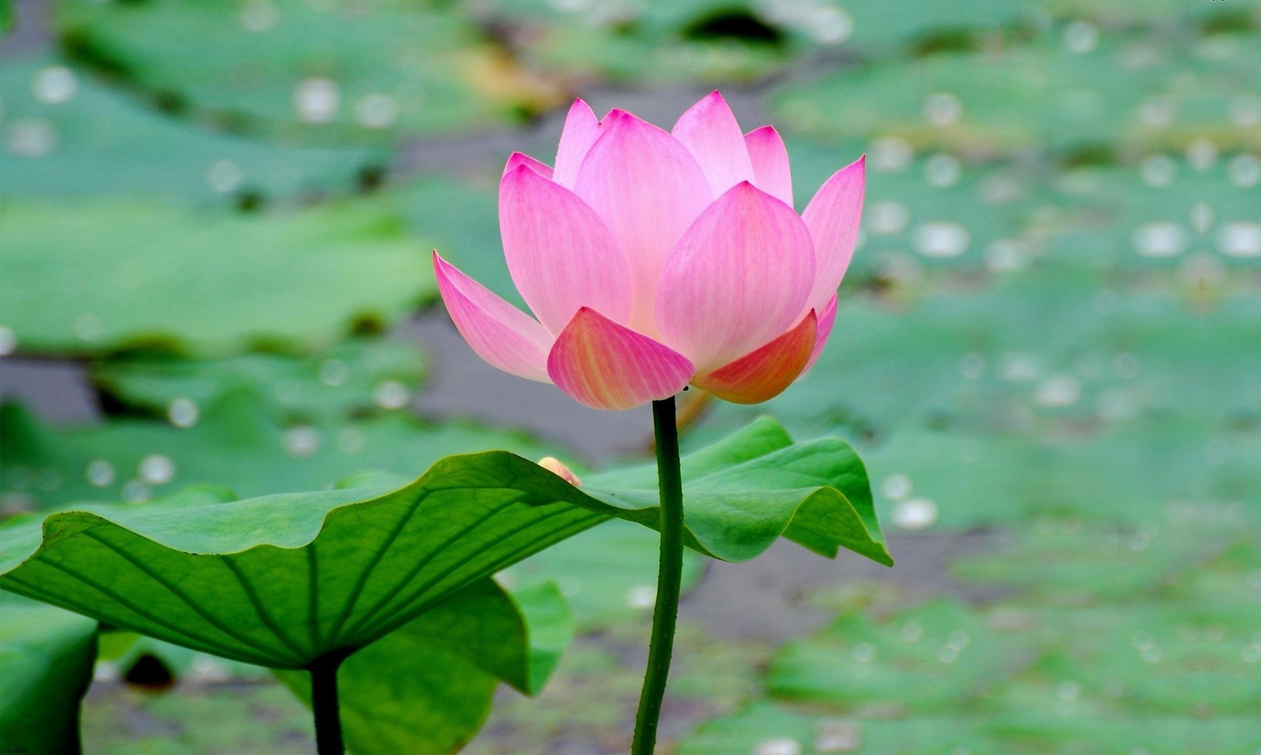 2560x1533 Lotus Flower Wallpaper