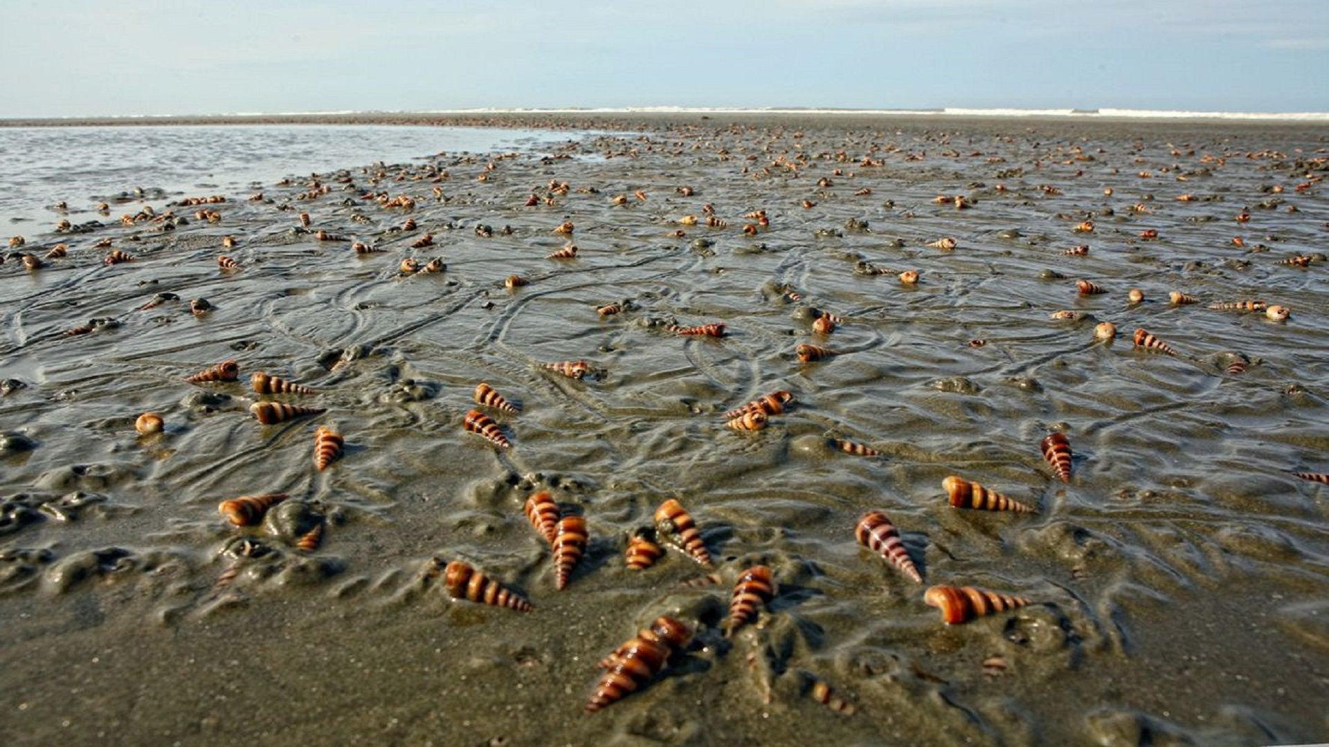 1920x1080 Snail in the Cox's bazar Sea beach.[1920x1080]