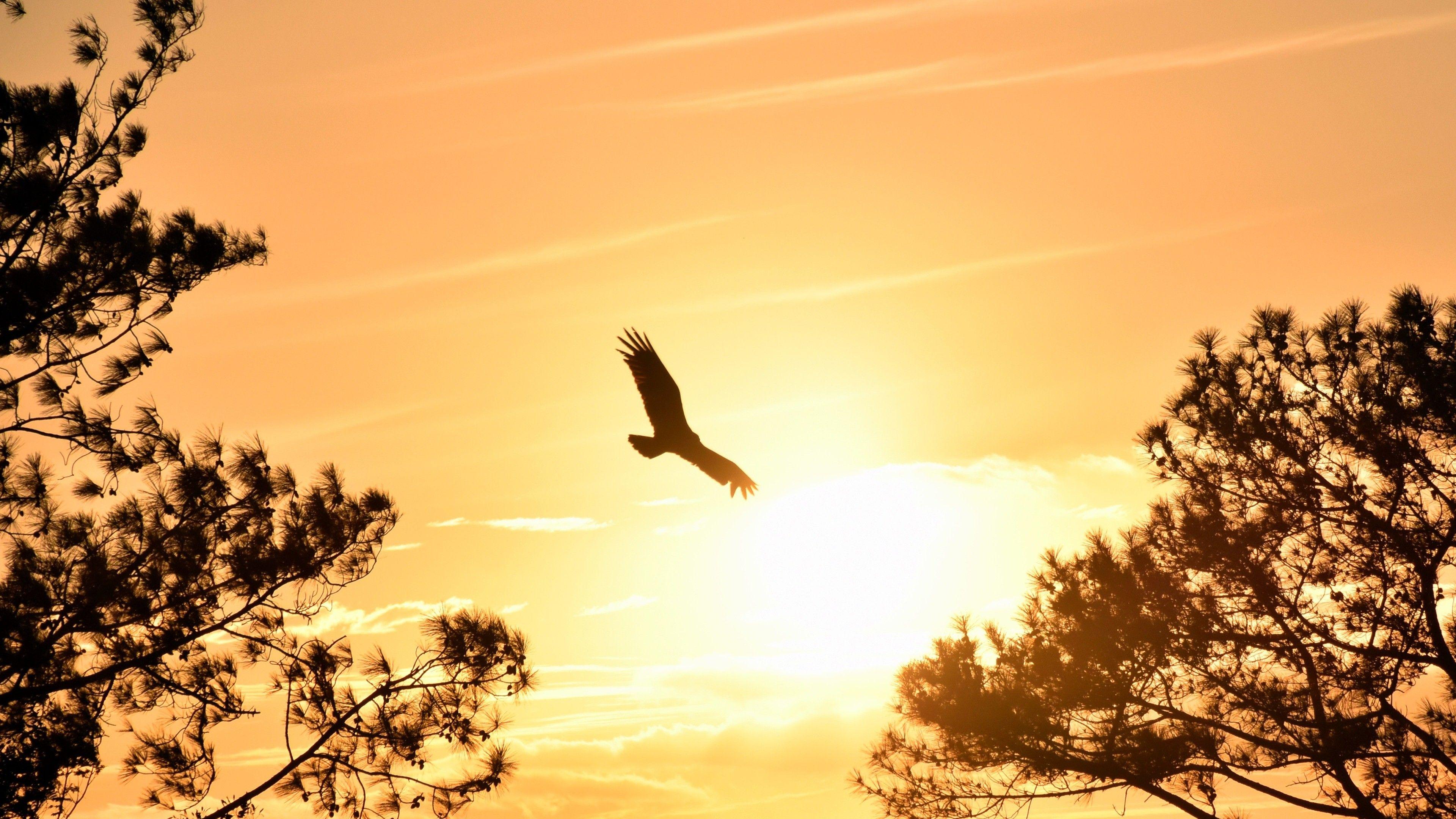 3840x2160 Eagle Flying in Sky During Sunset 4K Wallpaper