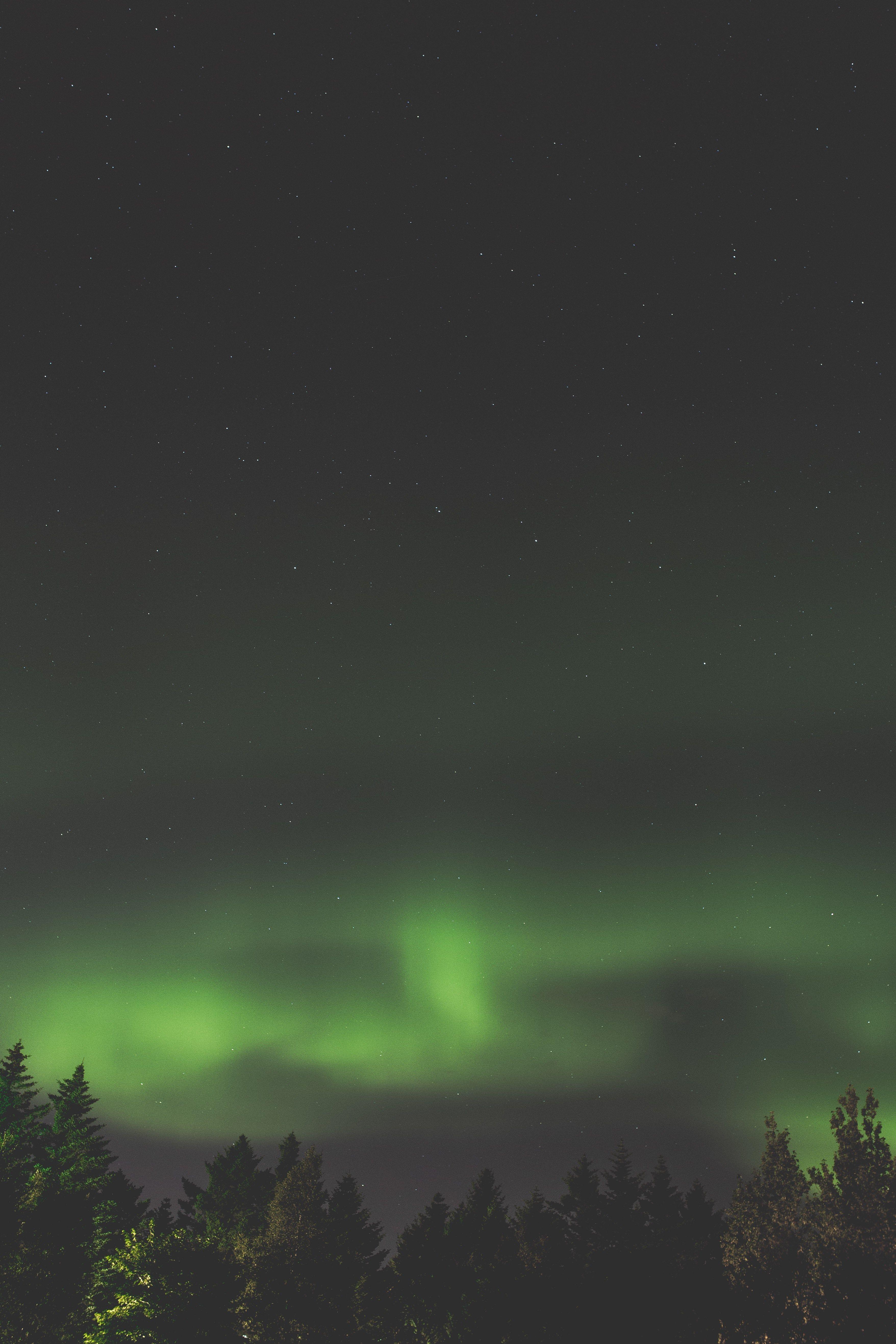 3513x5269 northern lights above the trees against the night sky