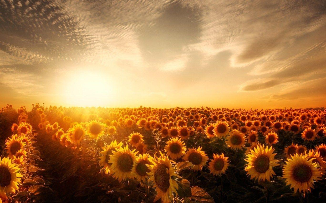1368x855 Sunflowers Sunset Laptop Full HD 1080P HD 4k Wallpaper