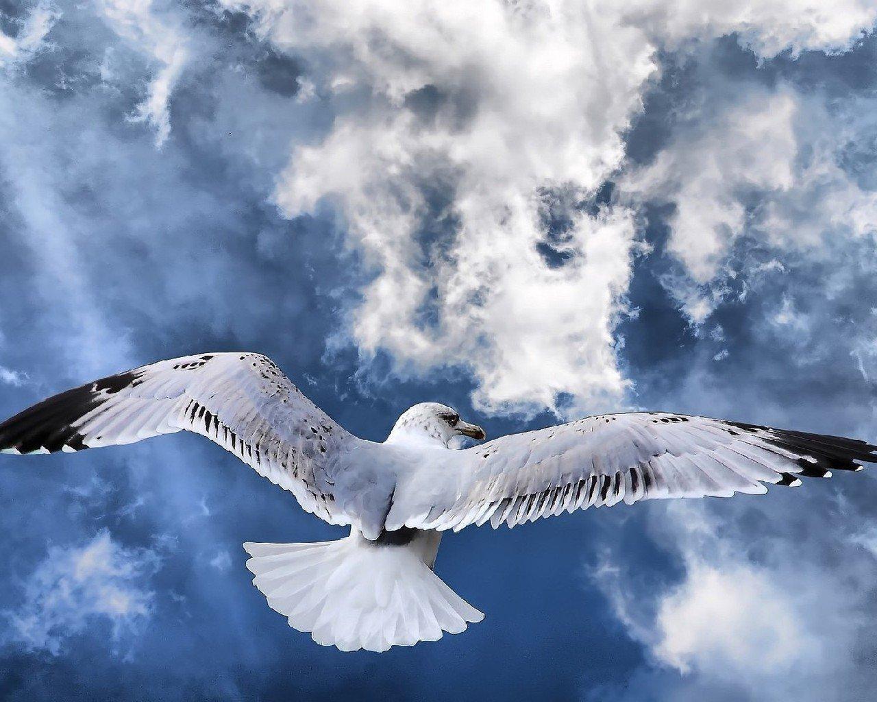 1280x1024 Albatross Wallpaper