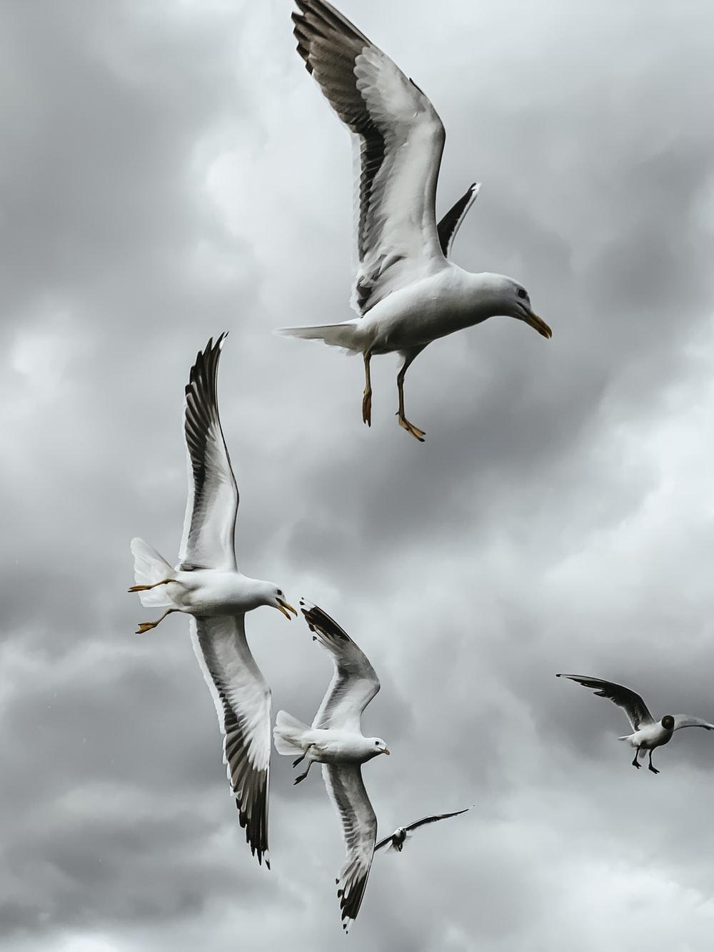 1000x1333 Albatross Picture. Download Free Image