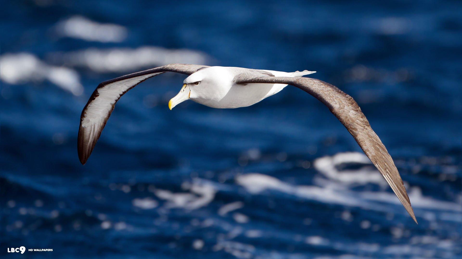 1920x1080 Albatross HD Wallpaper