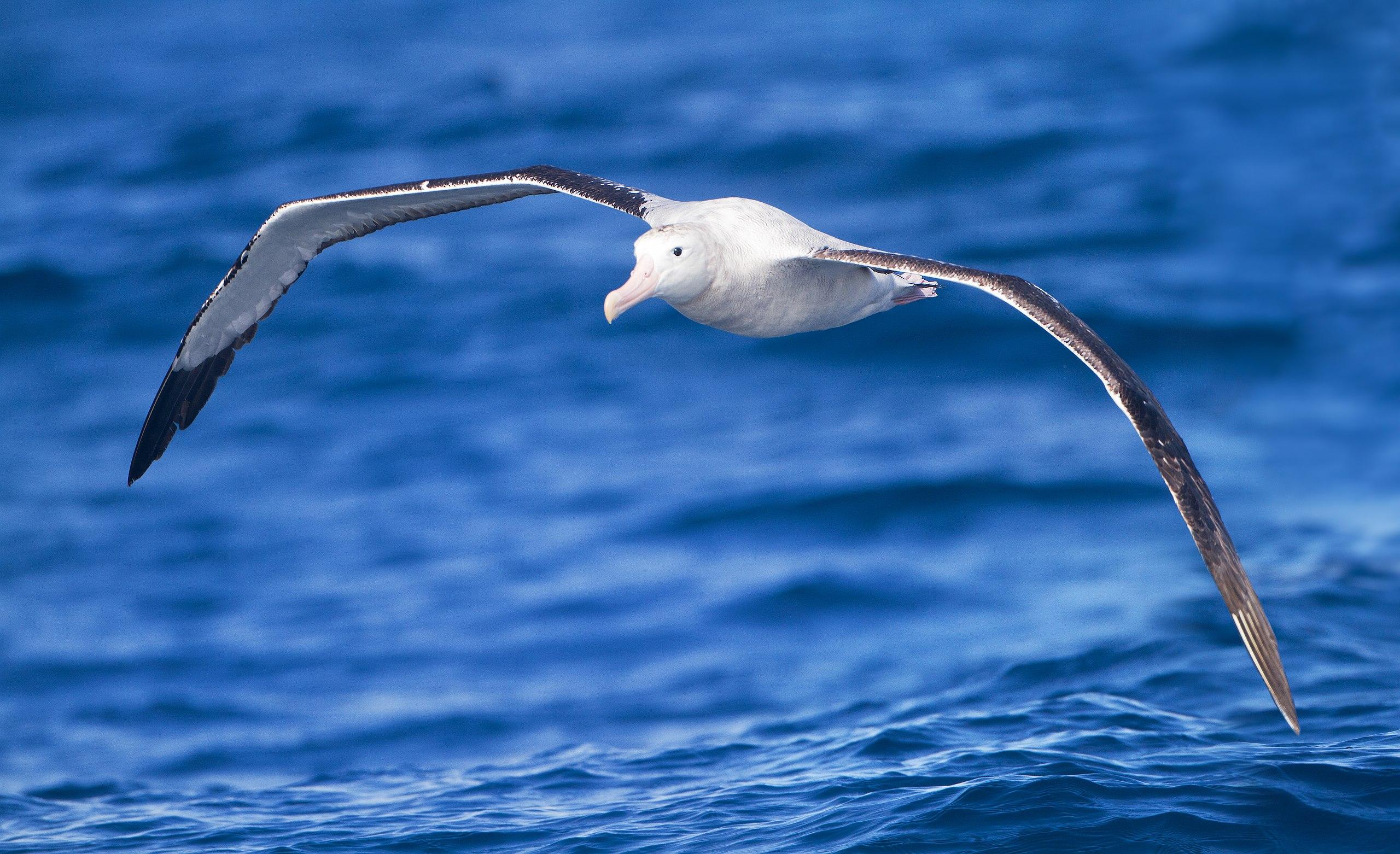2560x1562 Diomedea exulans in flight