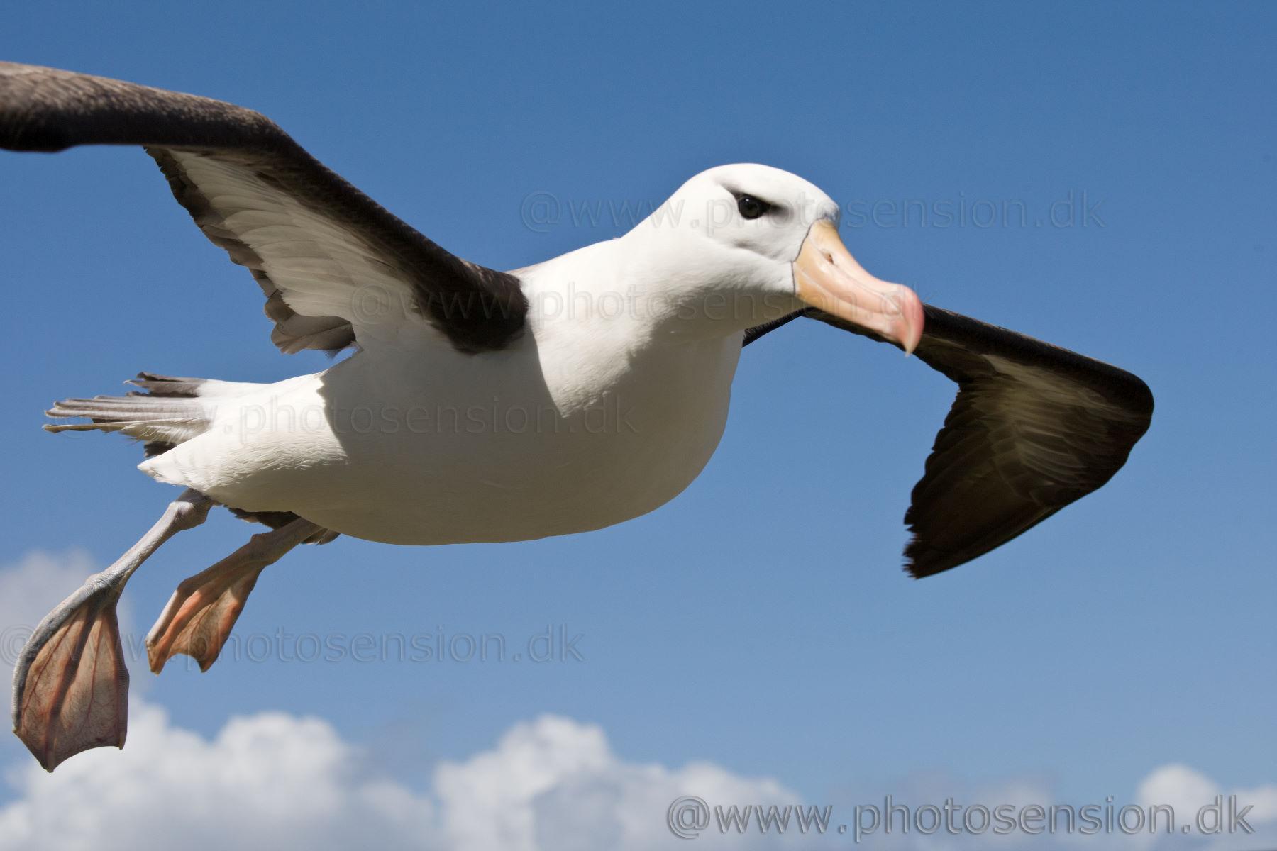 1800x1200 Albatross wallpaper, Animal, HQ Albatross pictureK Wallpaper 2019