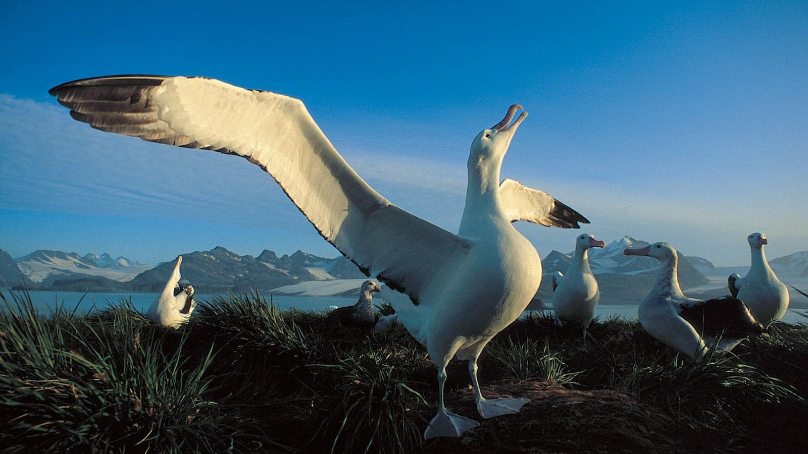 1600x900 Wandering Albatross. Facts, picture & more about Wandering Albatross
