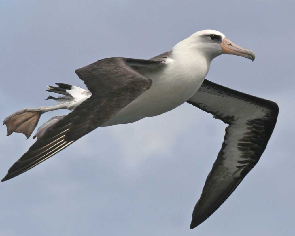 1024x820 HD 1080p Albatross nature wallpaper. Nature HD wallpaper
