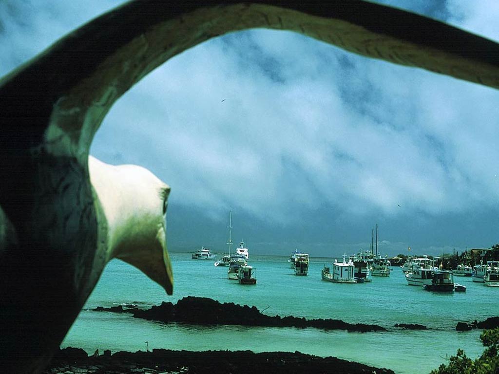 1024x768 Free Albatross Wallpaper