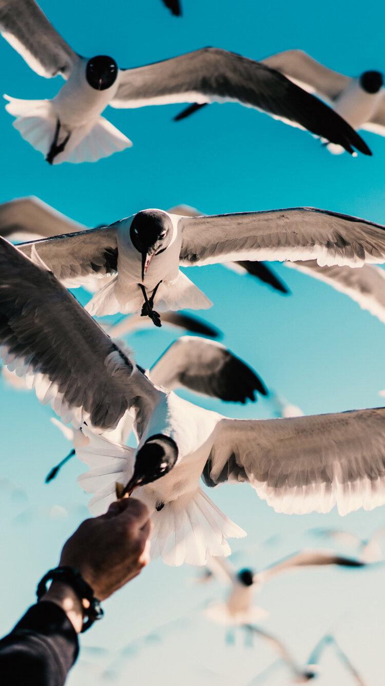 750x1334 Wingspan