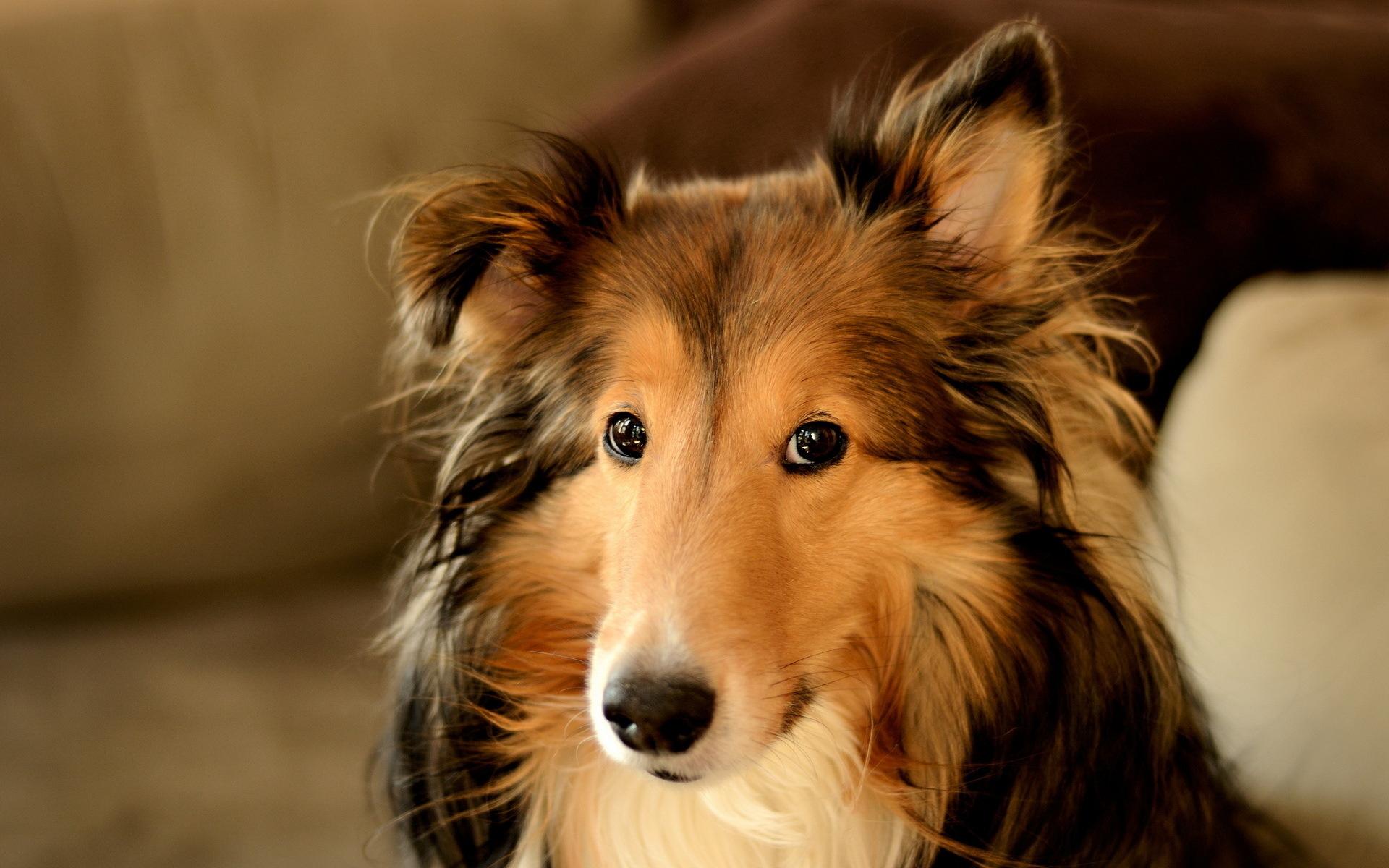 1920x1200 Wonderful HD Collie Dog Wallpaper