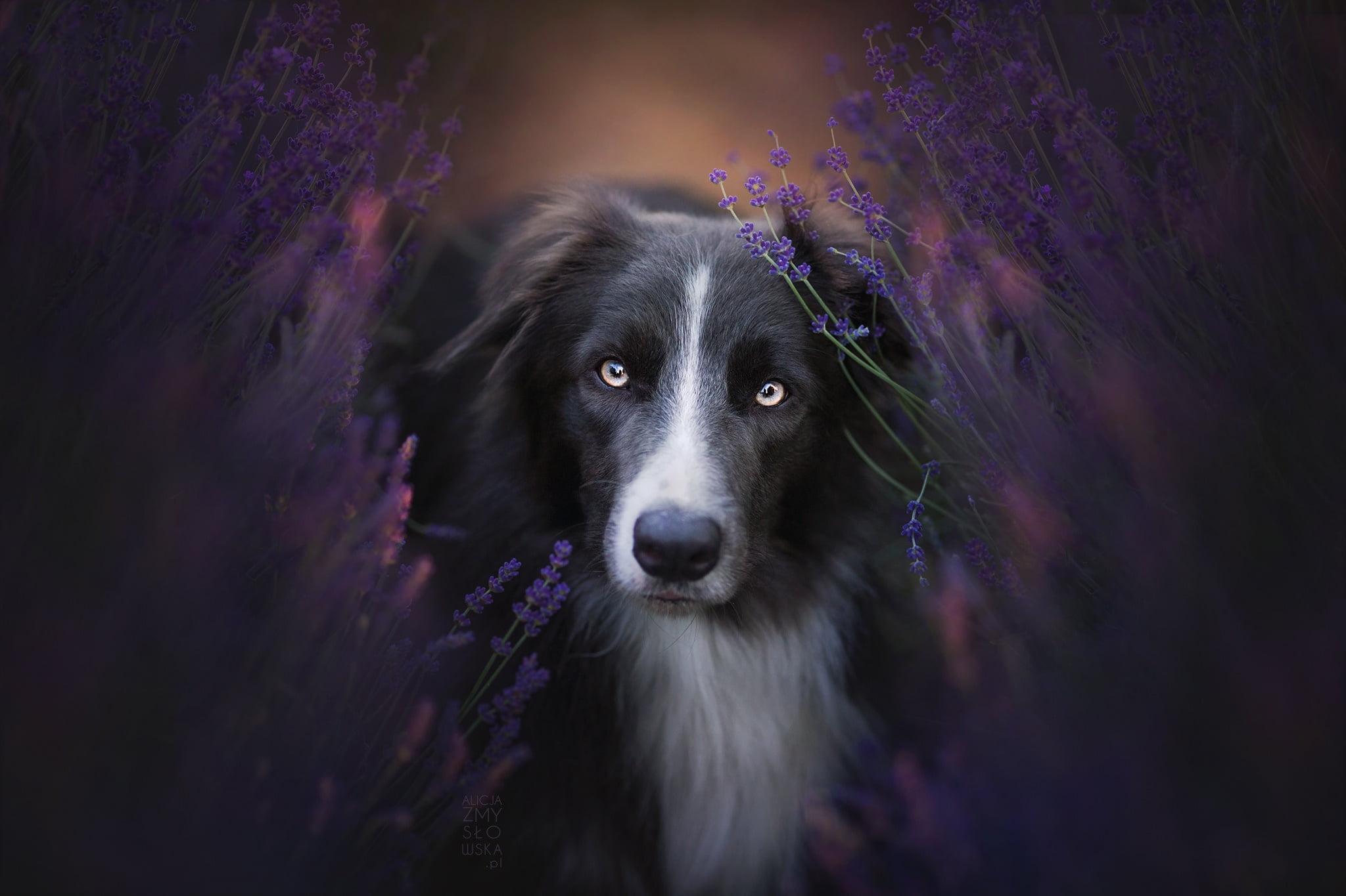 2048x1365 Border Collie Dog