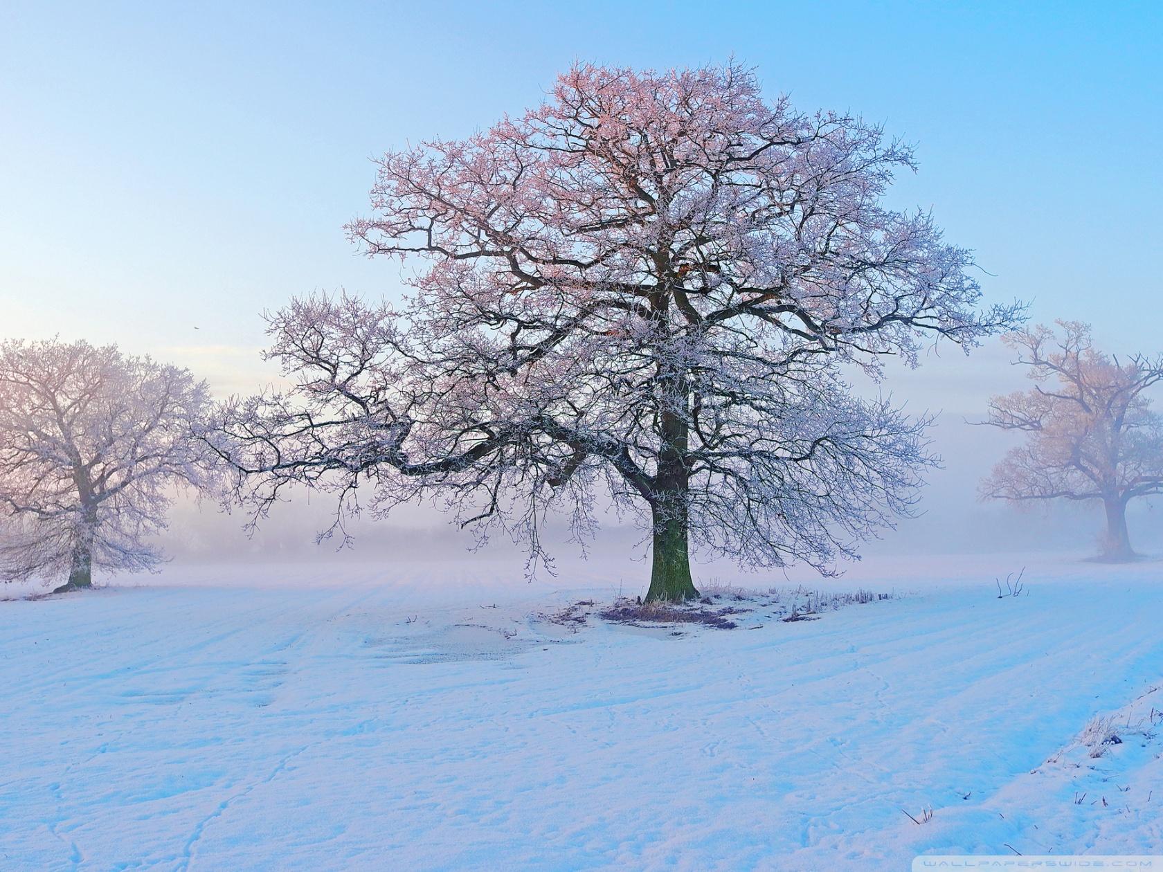 1680x1260 Winter Morning Ultra HD Desktop Background Wallpaper for 4K UHD TV : Widescreen & UltraWide Desktop & Laptop : Tablet