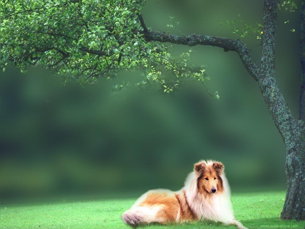 1024x768 Rough Collie, Wallpaper