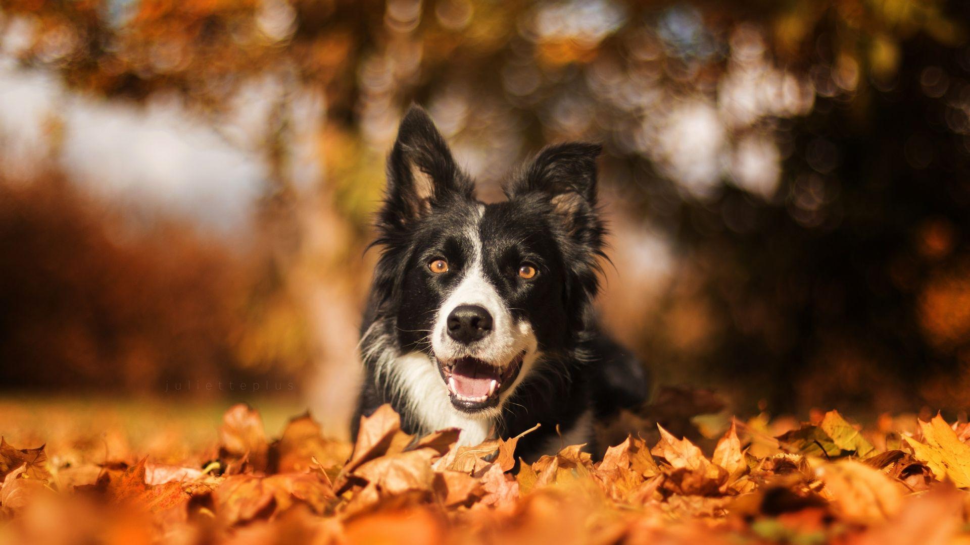 1920x1080 Border collie, dog, muzzle, bokeh, outdoor wallpaper, HD image, picture, background, 7755c3